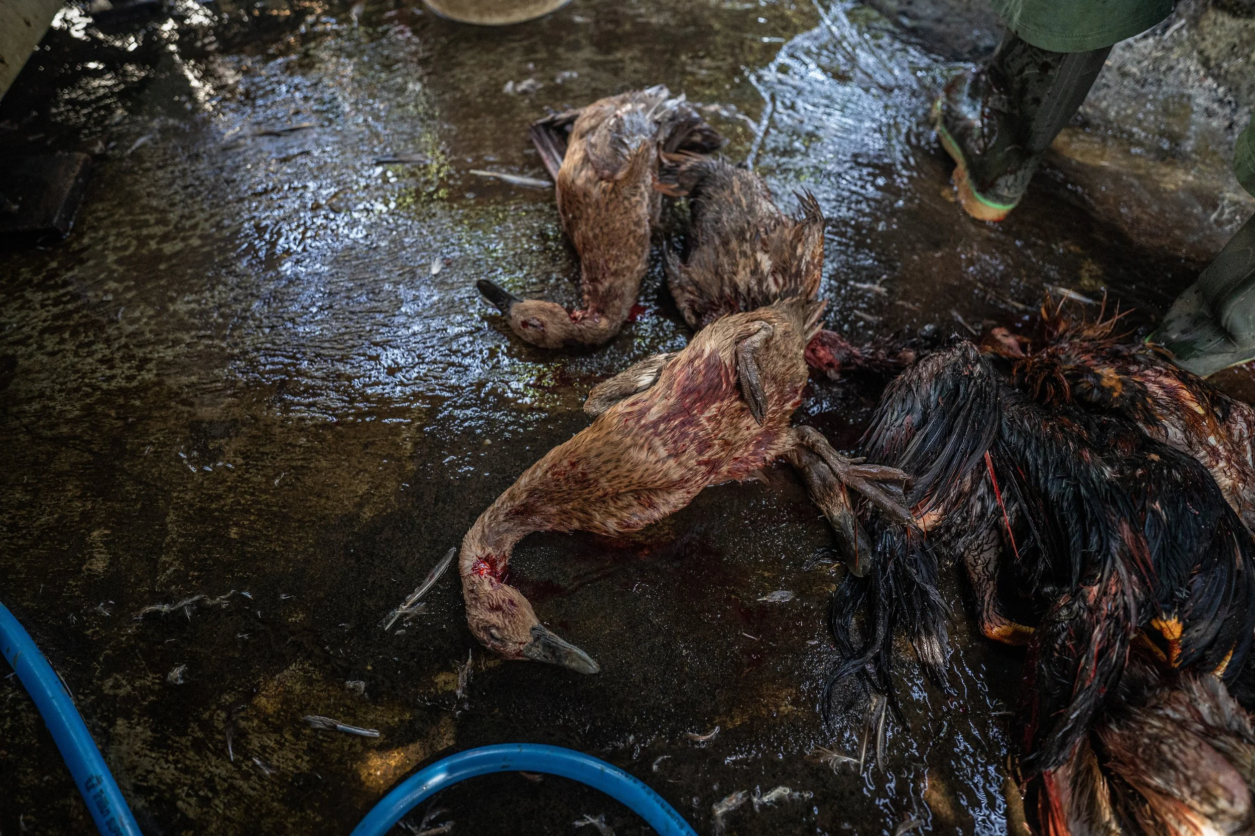 duck farm indonesia-147.jpg