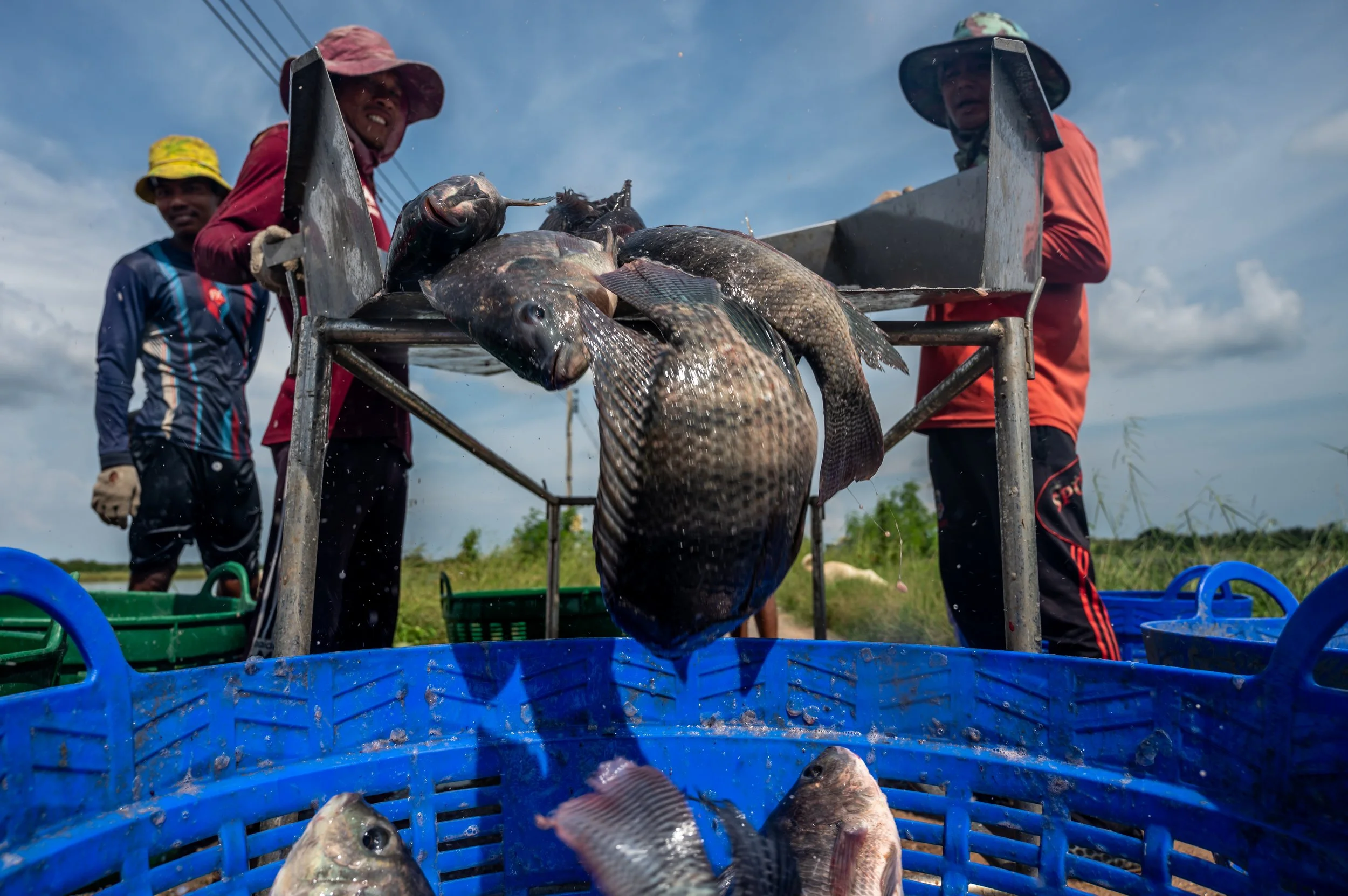 fish farm thailand-103.jpg
