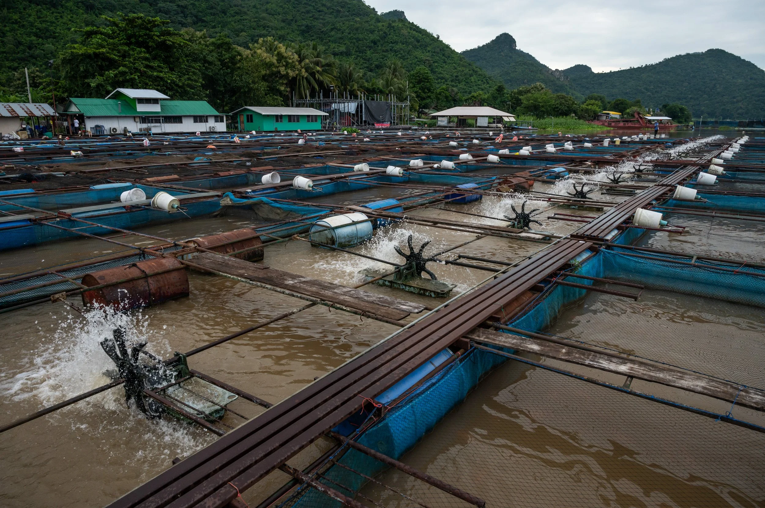 fish farm thailand-13.jpg
