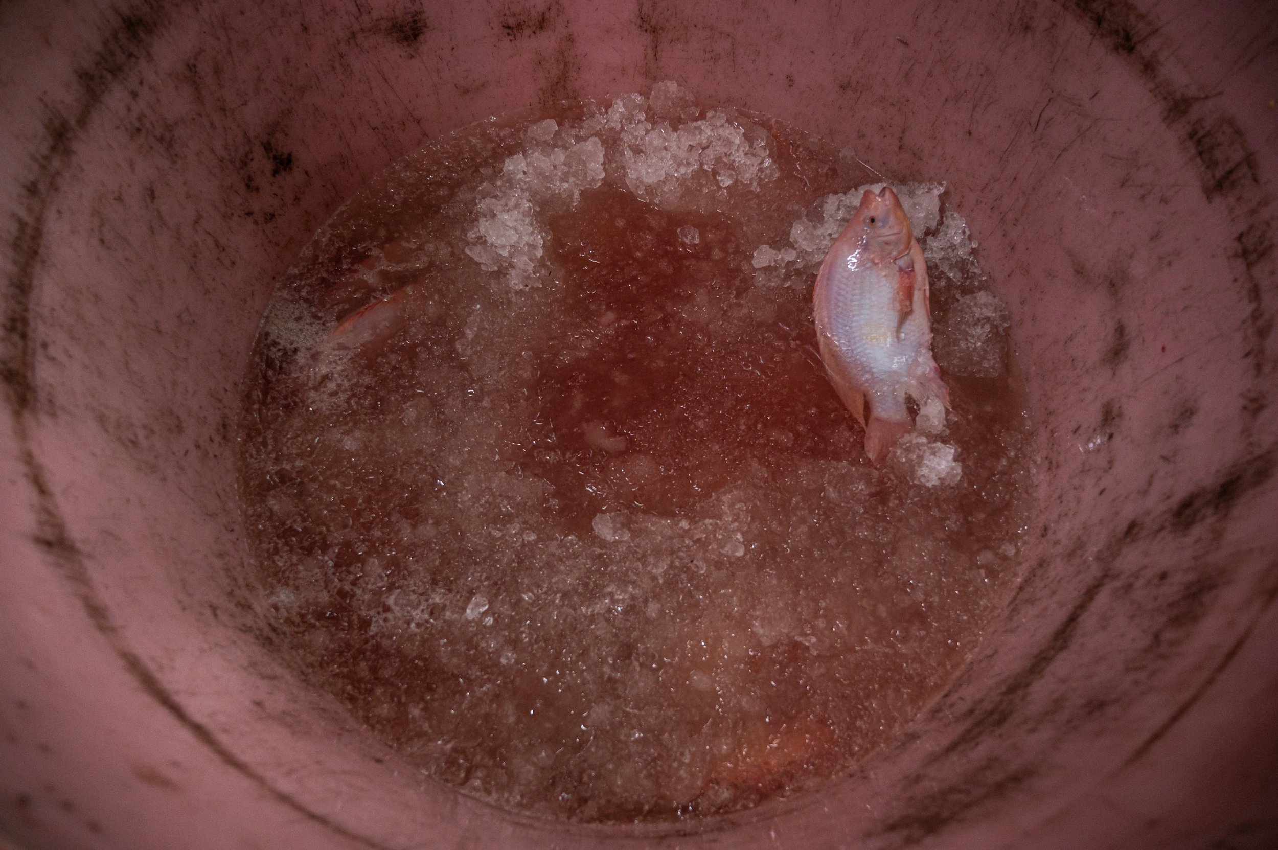 fish farm thailand-230.jpg
