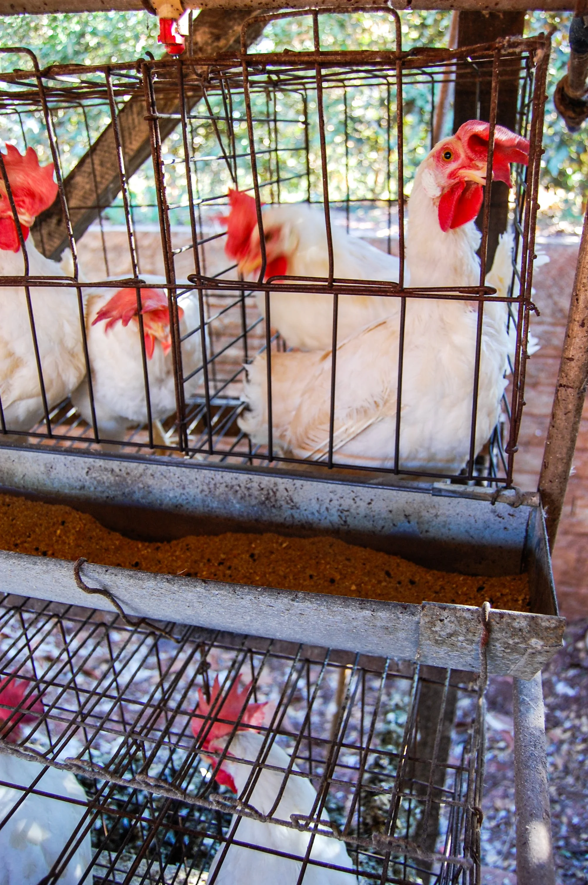 brazilmoreeggfarms-9-of-70jpg.jpg