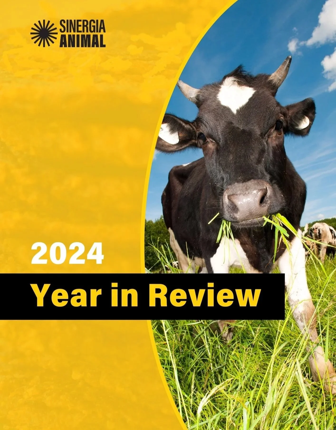 A cow with black and white markings eating grass in a field under a blue sky with some clouds, on the cover of a 2024 year-in-review document with a yellow and black design.