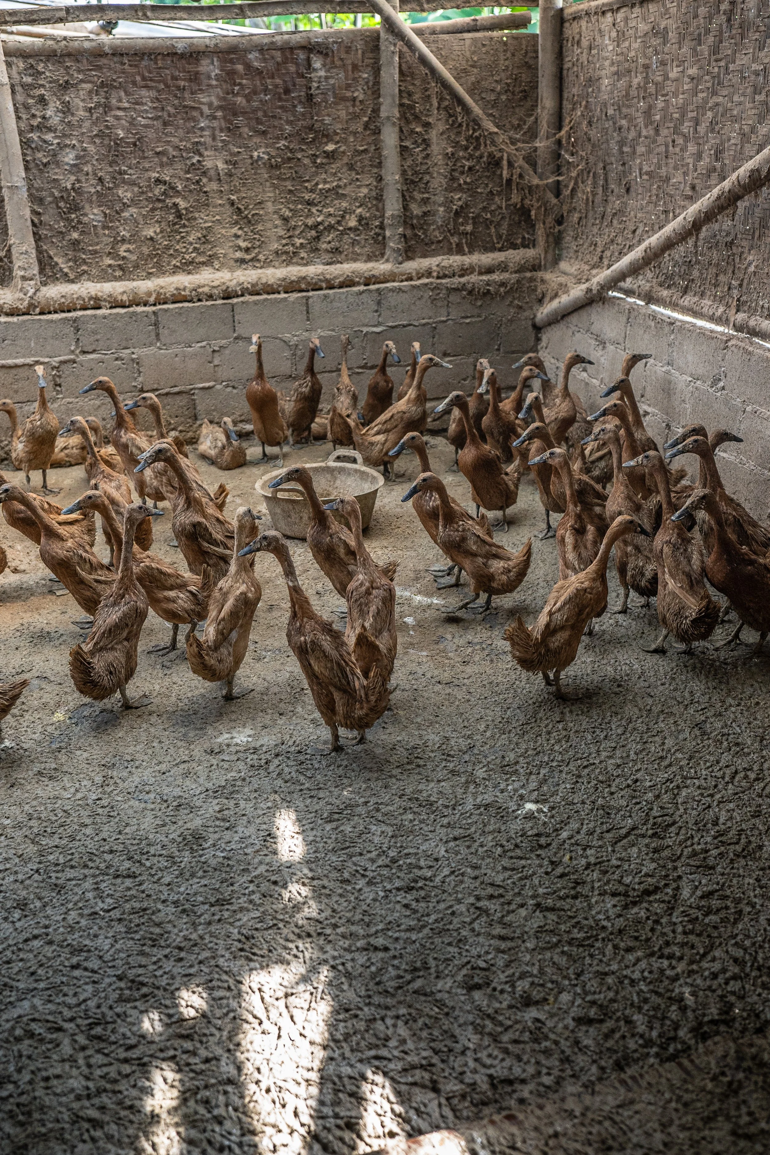 duck farm indonesia-67.jpg