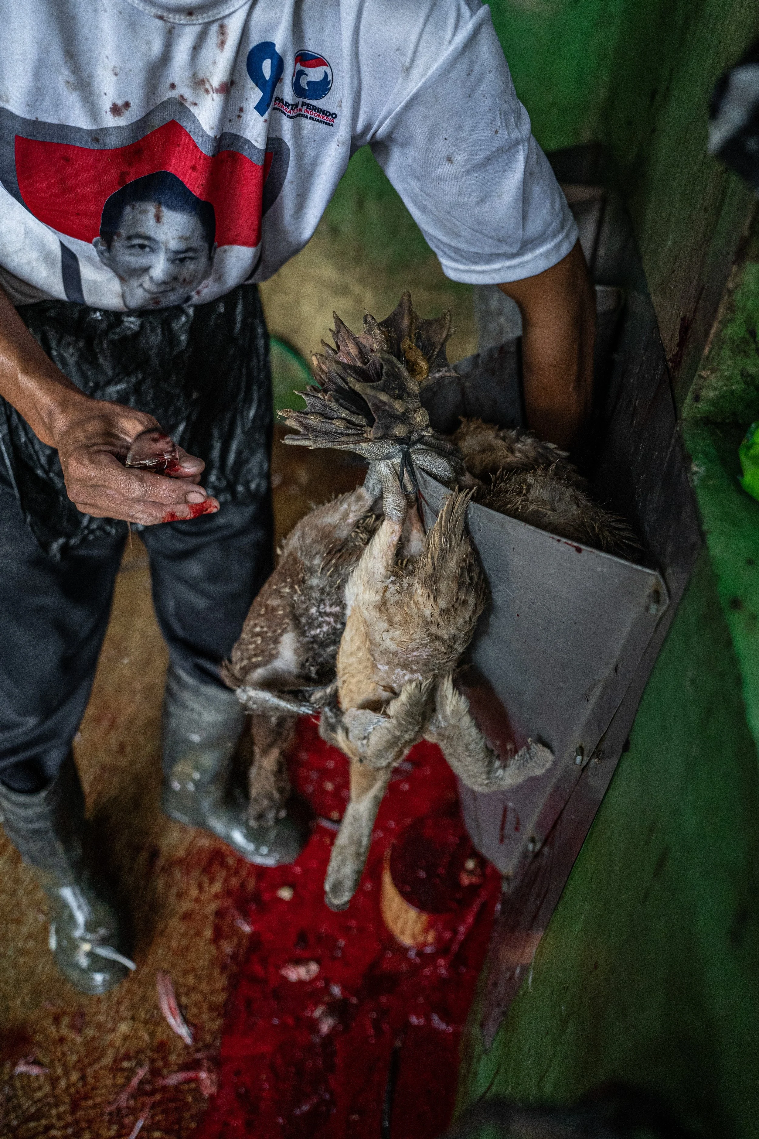 duck farm indonesia-48.jpg
