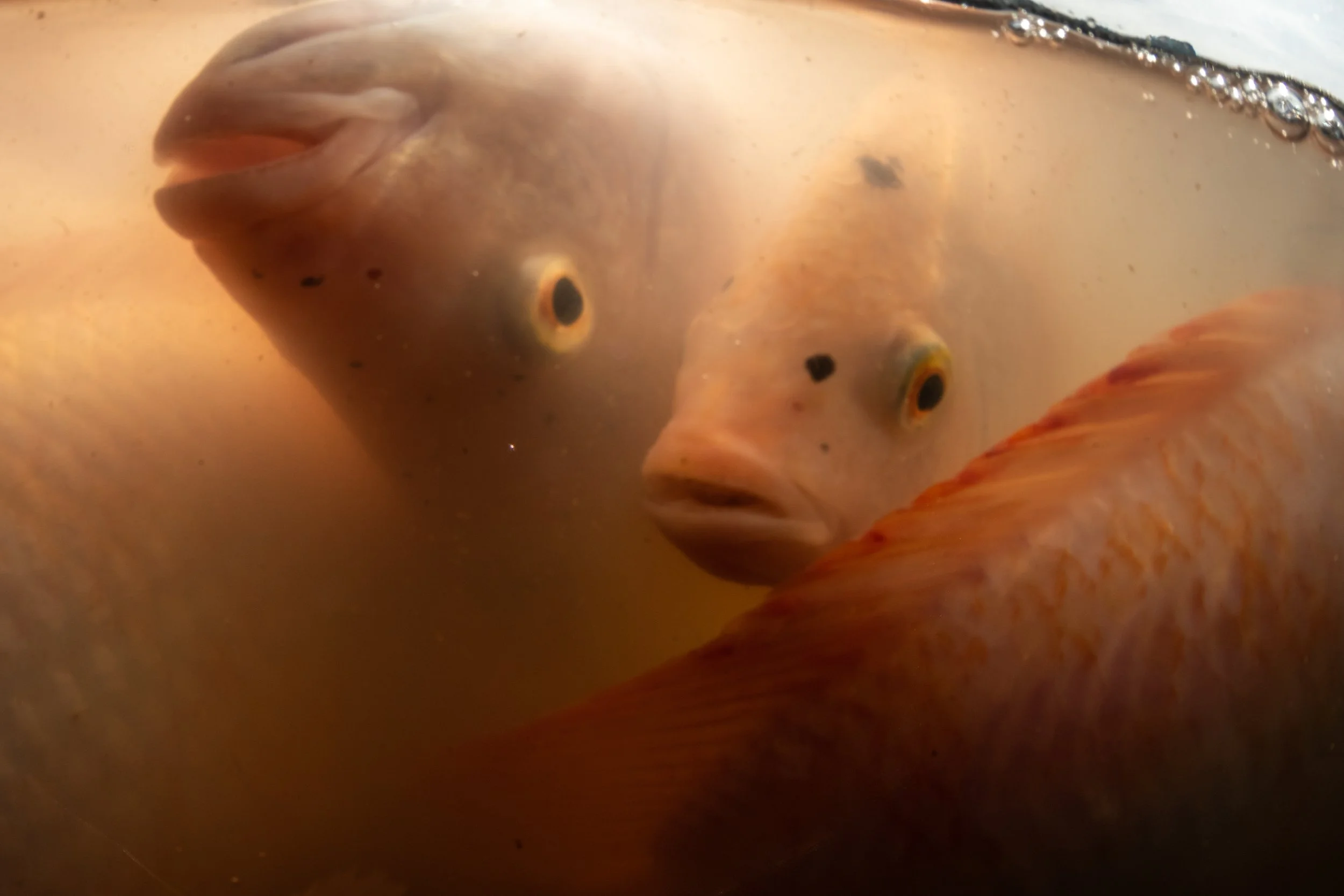 fish farm thailand-3.jpg