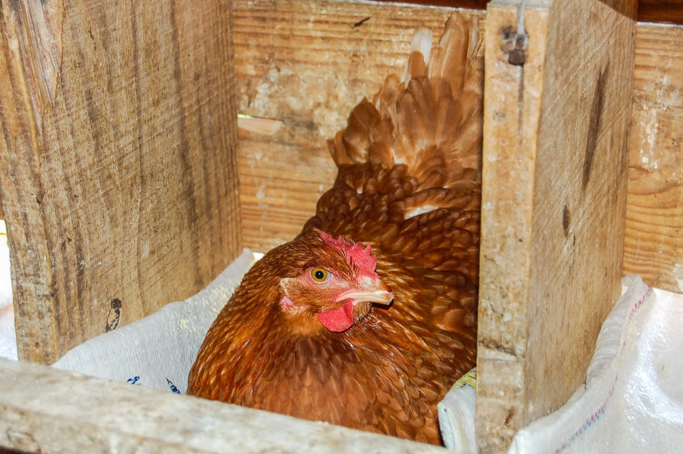 brazilmoreeggfarms-63-of-70jpg.jpg