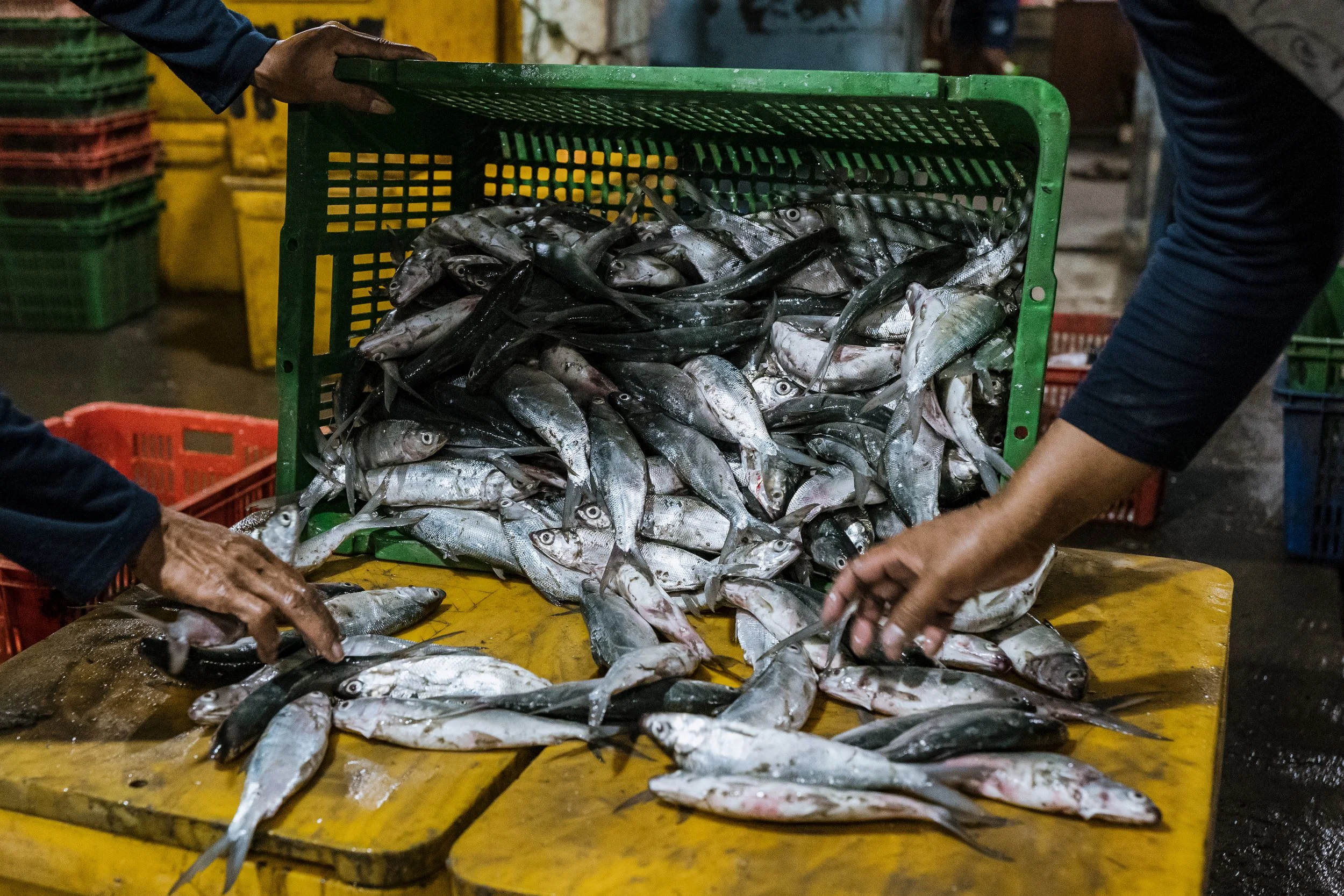 fish farm indonesia-34.jpg
