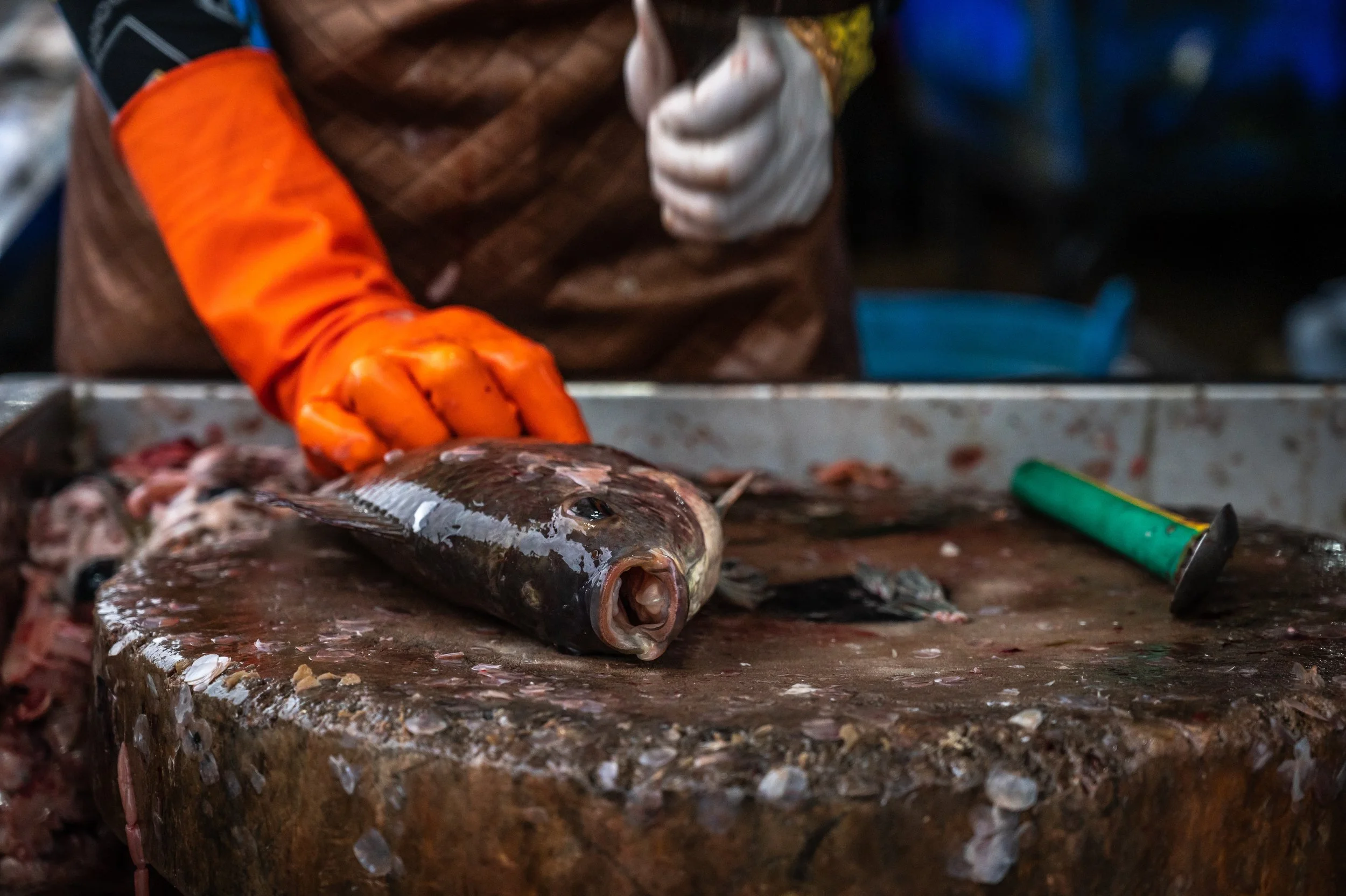 fish farm thailand-70.jpg