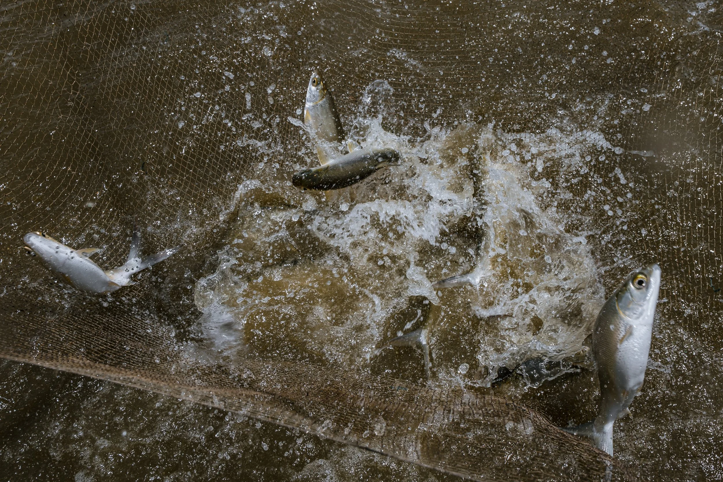 fish farm indonesia-57.jpg
