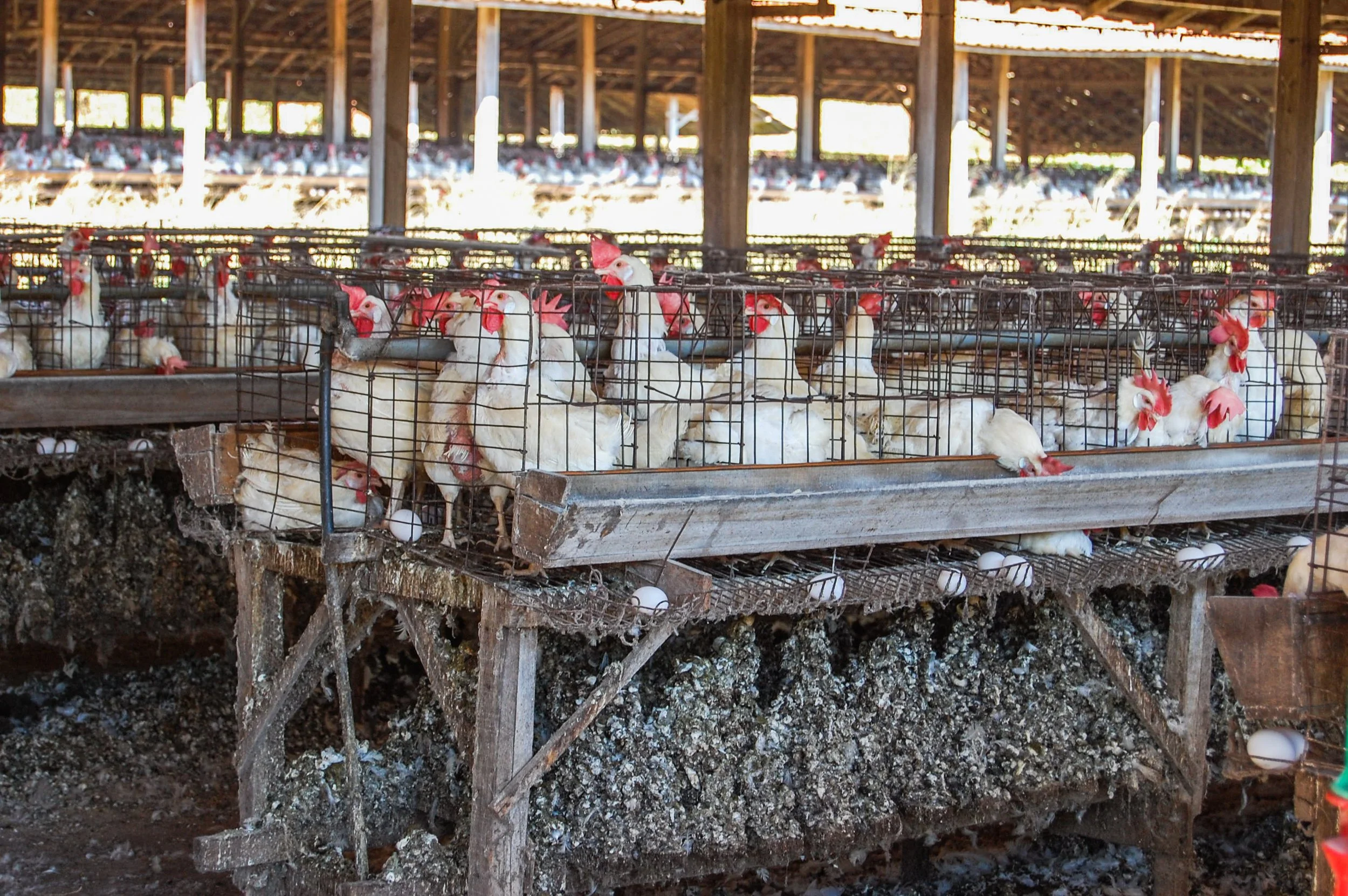 brazilmoreeggfarms-44-of-70jpg.jpg