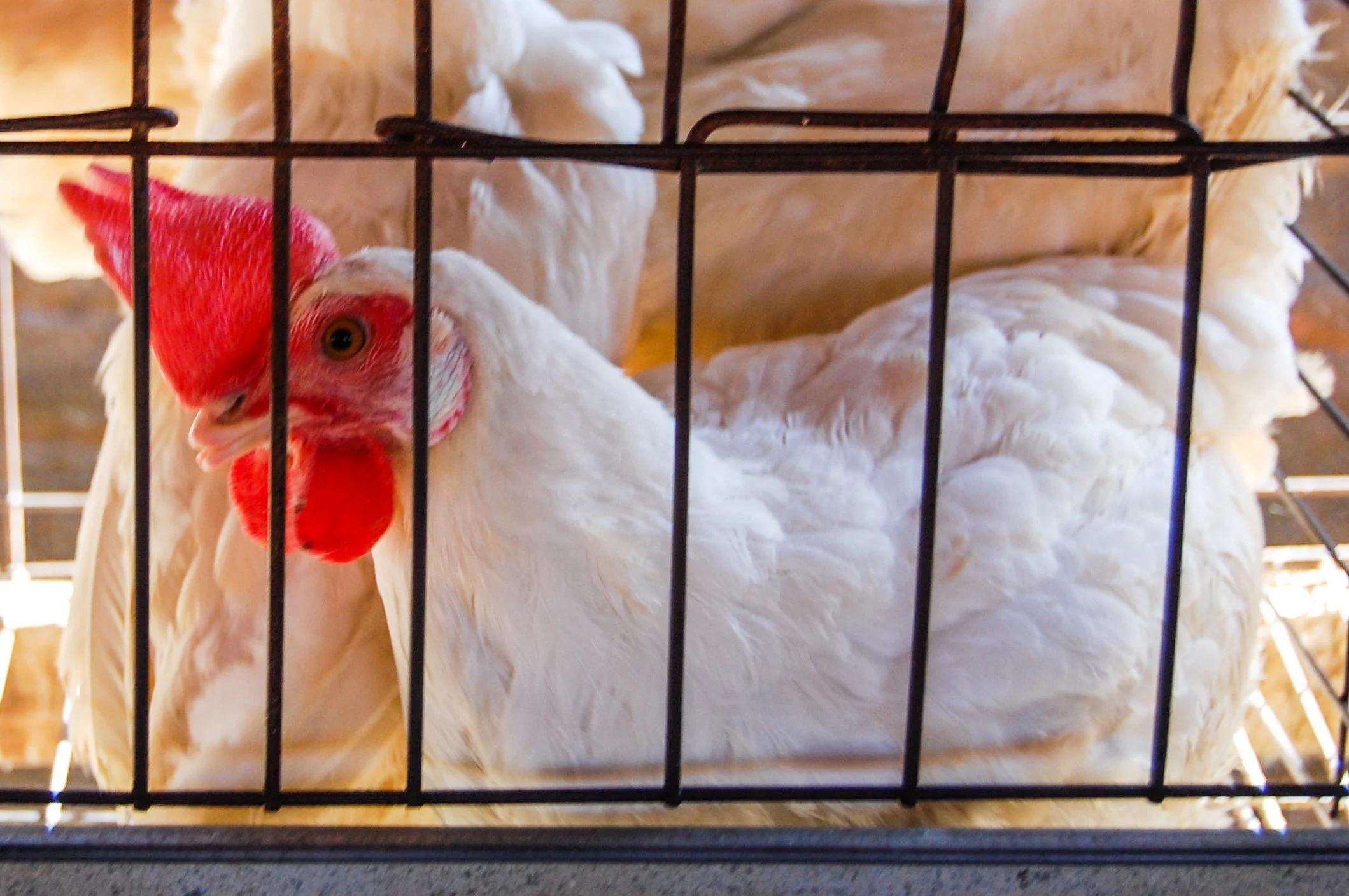 brazilmoreeggfarms-13-of-70jpg.jpg