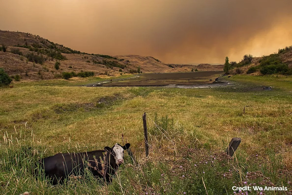 The Missing Target: Why Industrialized Animal Farming Must Be at the Core of the Climate Agenda
