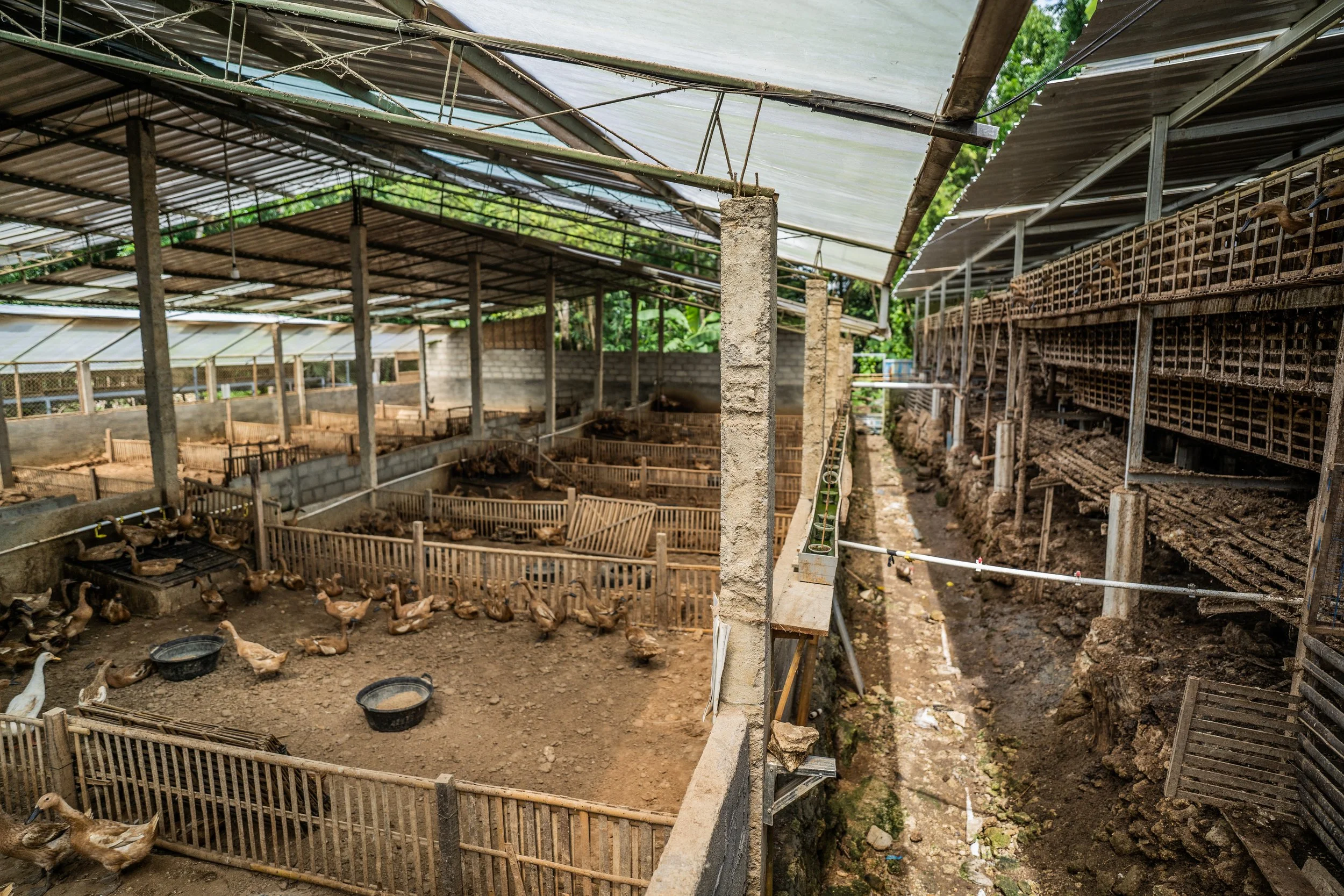 duck farm indonesia-181.jpg