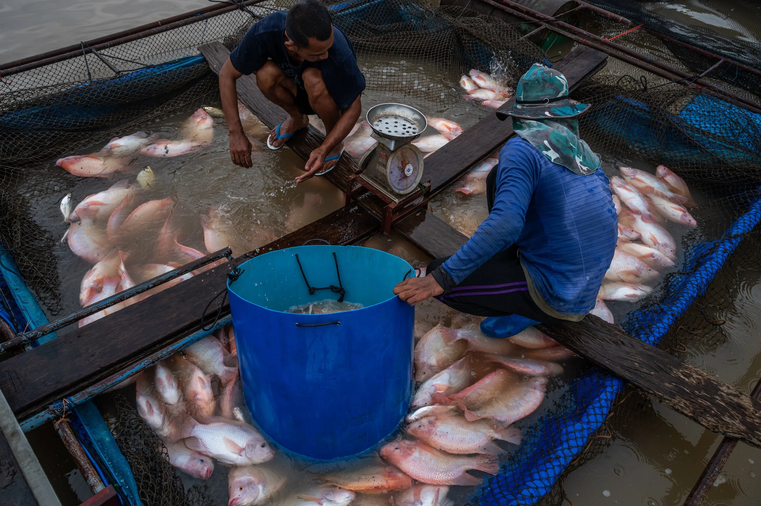 fish farm thailand-197.jpg
