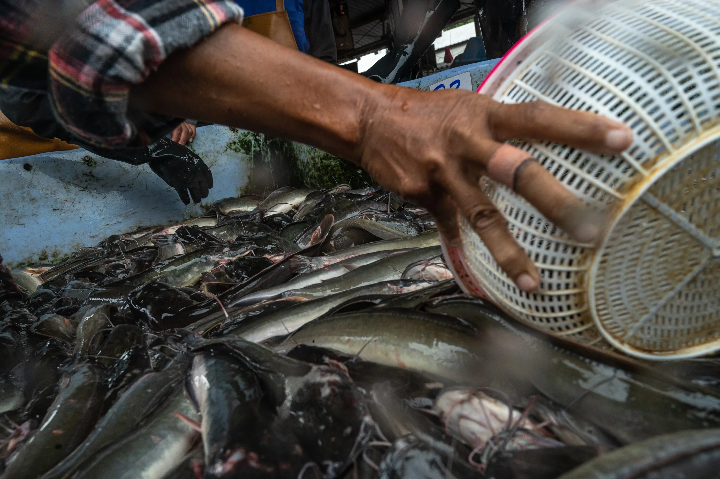 fish farm thailand-44.jpg