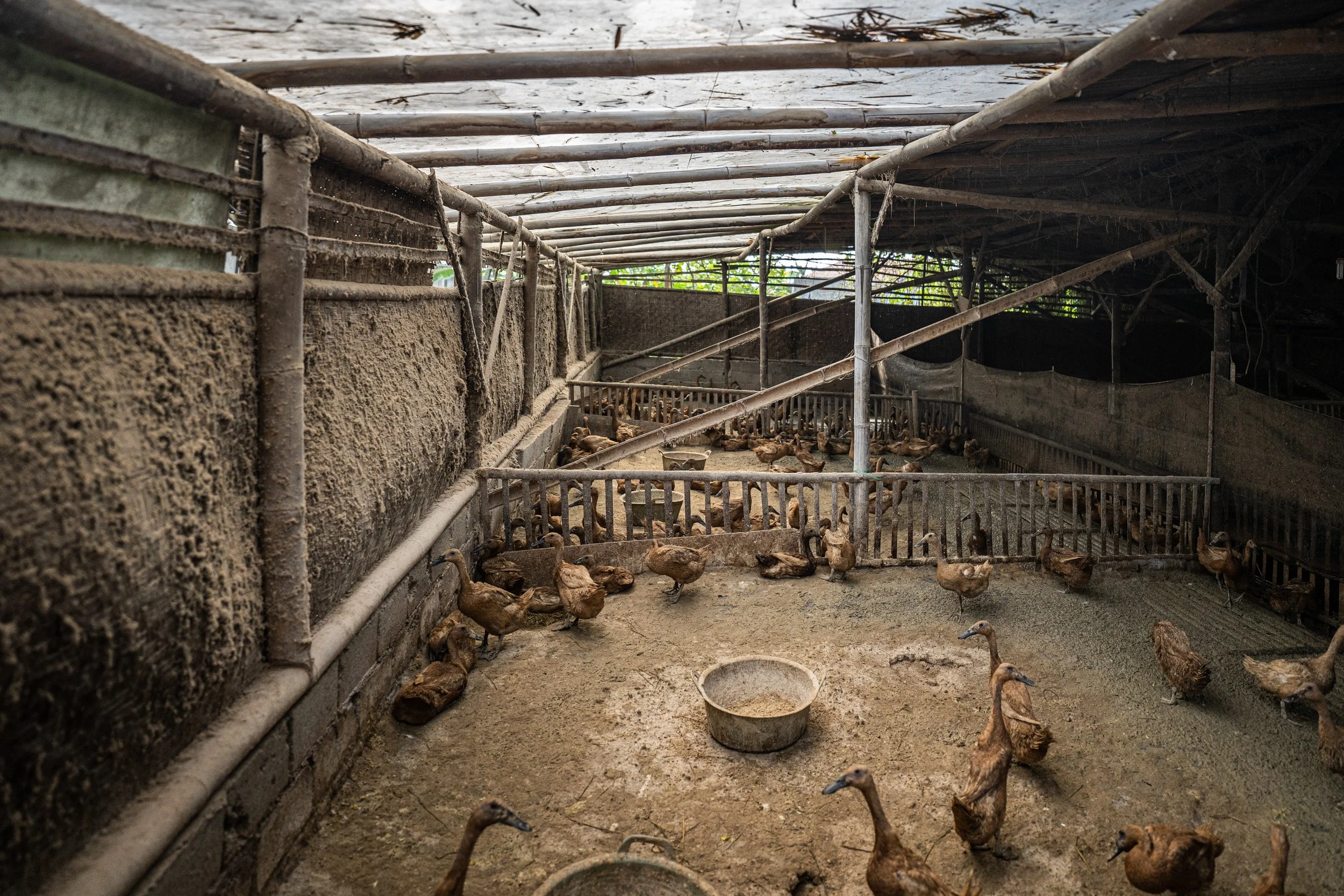 duck farm indonesia-128.jpg