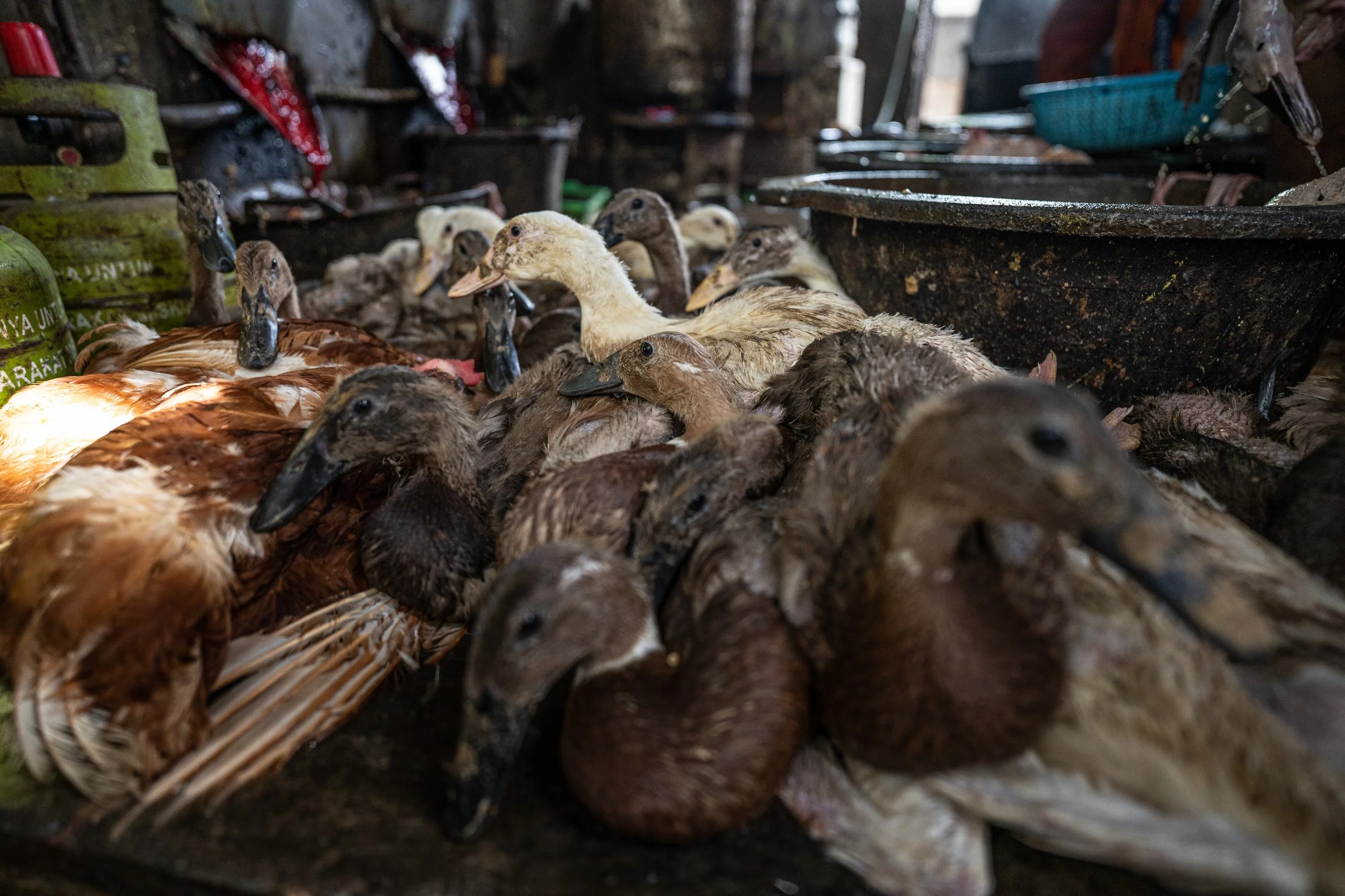 duck farm indonesia-37.jpg