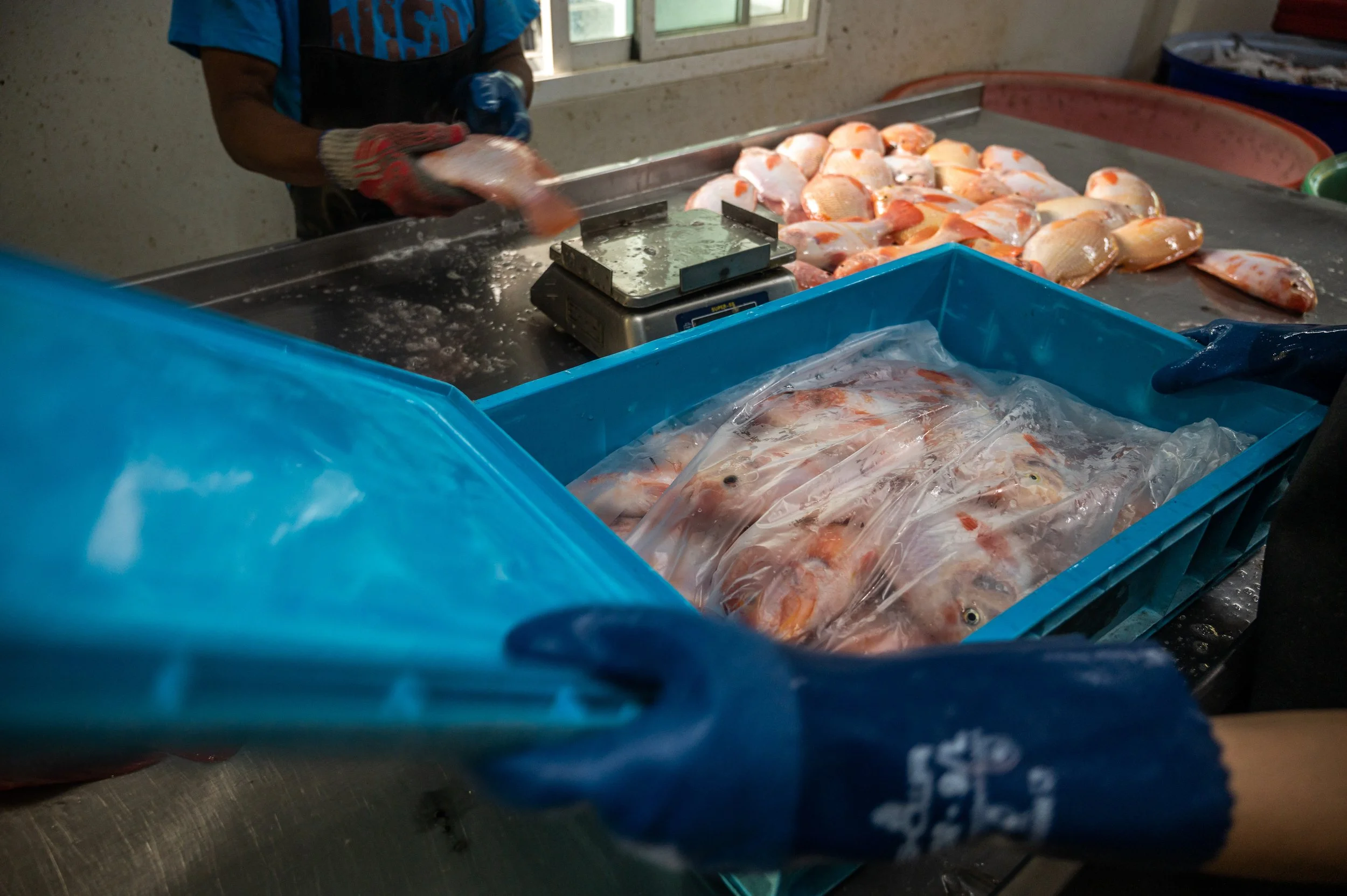 fish farm thailand-208.jpg