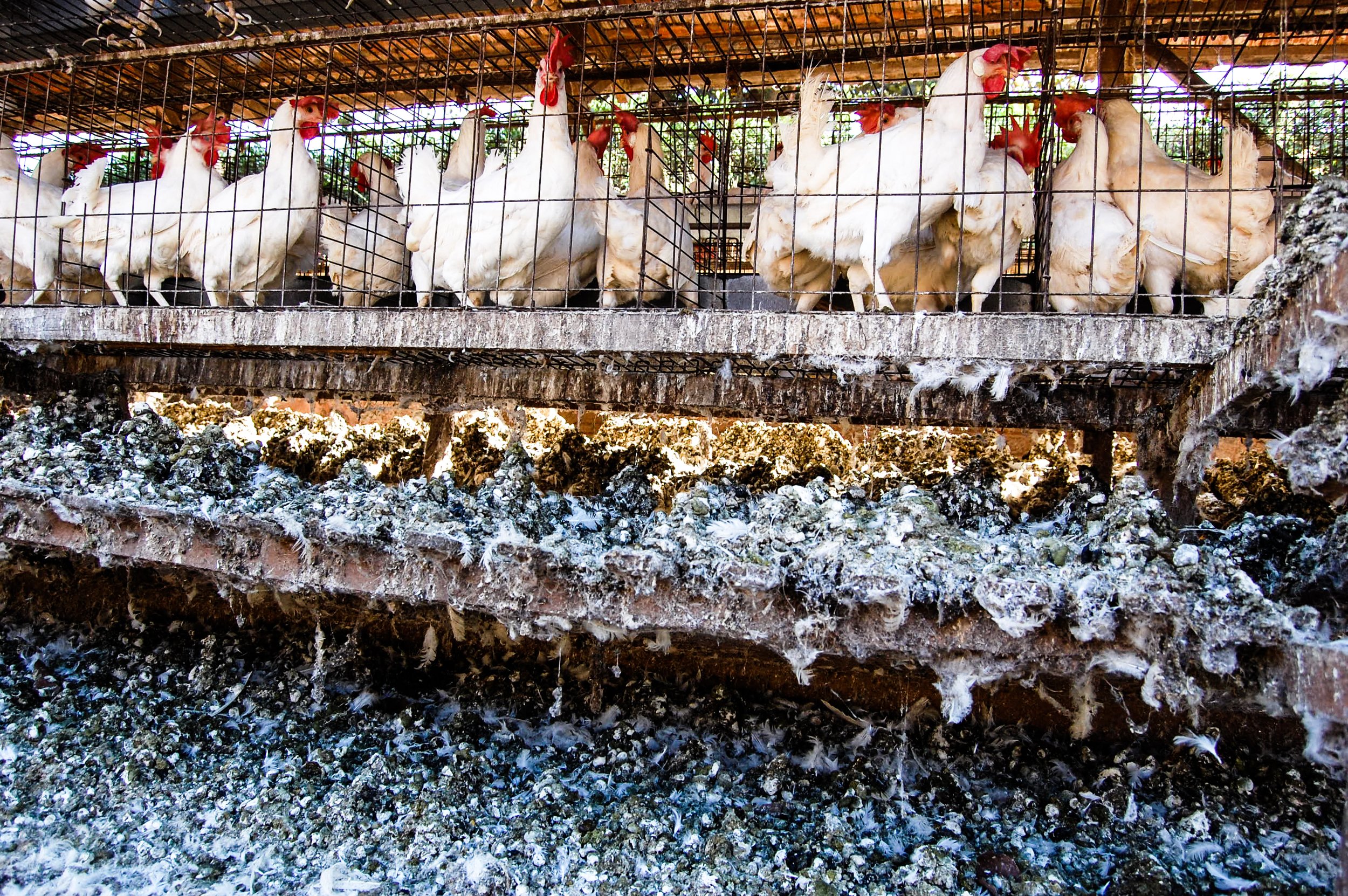 brazilmoreeggfarms-4-of-70jpg.jpg