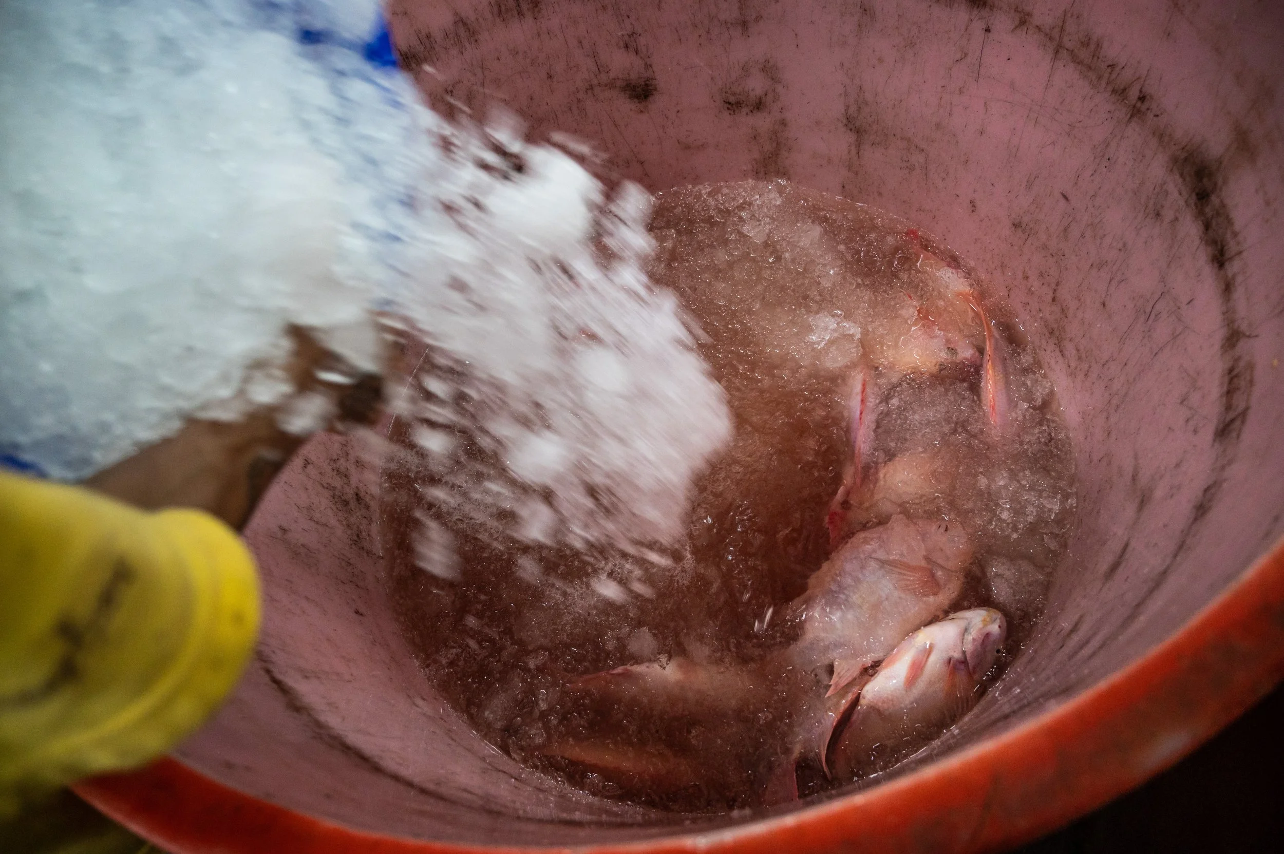 fish farm thailand-21.jpg