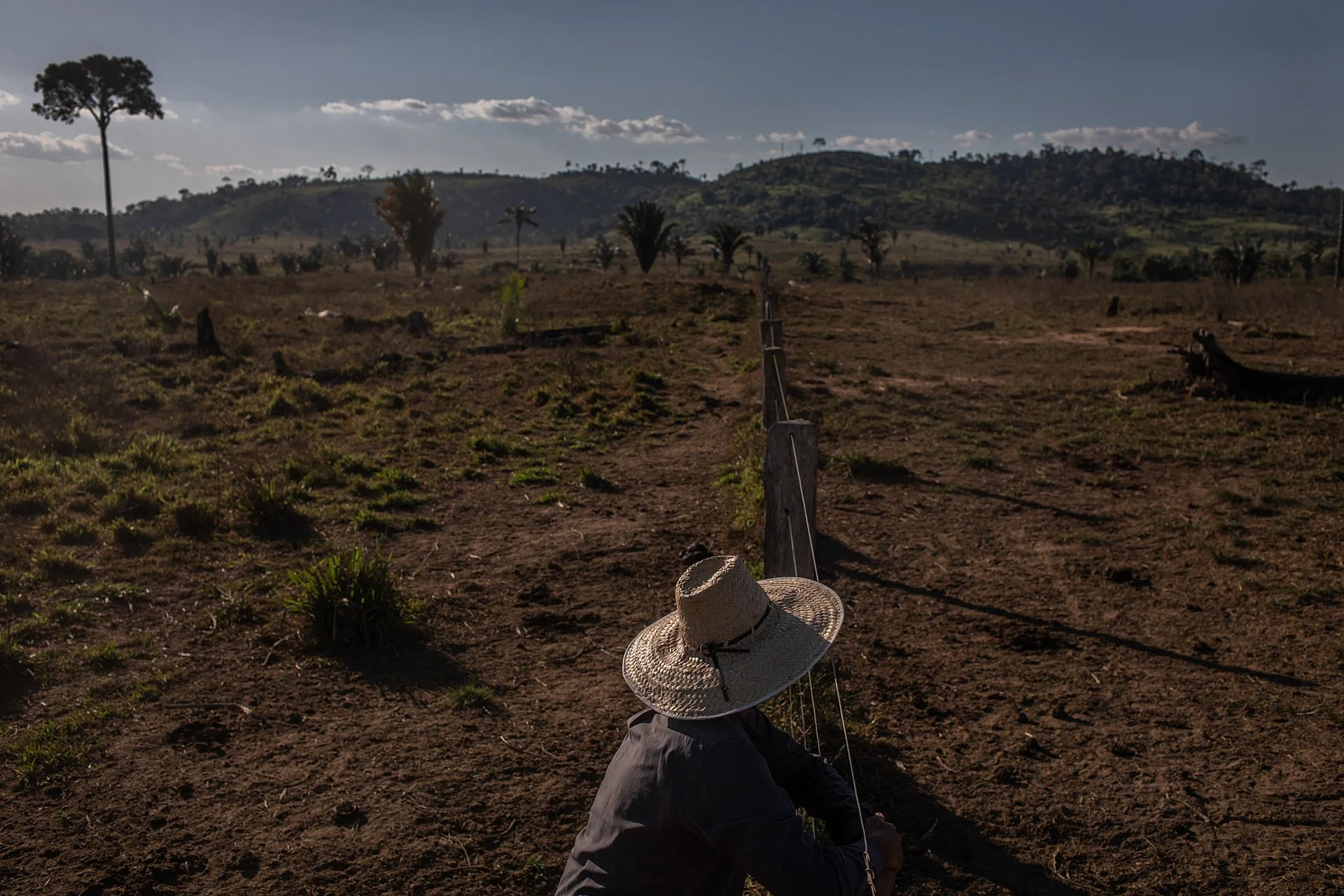 A farmer with a straw hat sits with his back to the viewer, looking out over a deforested landscape. The foreground is full of charred stumps and dry land, and a single tree still stands in the distance against a hilly background and clear blue sky.