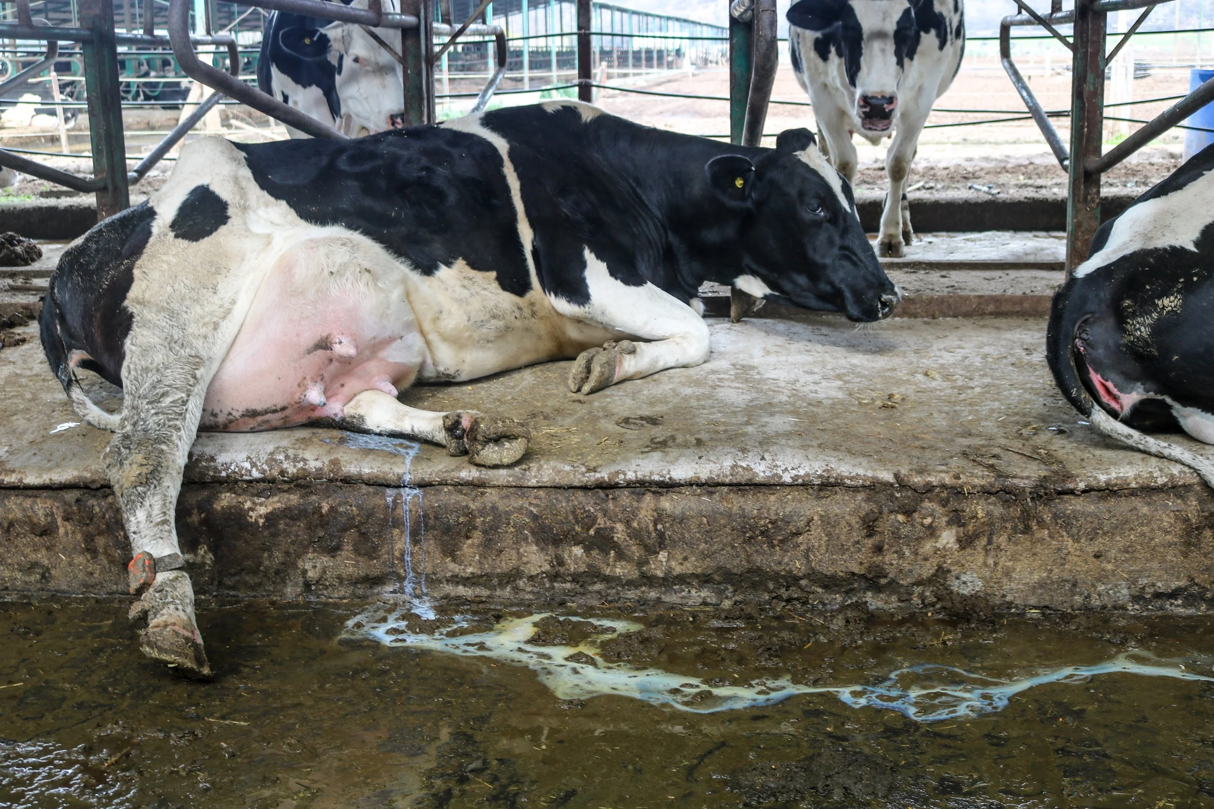 leche-18-of-32jpg.jpg