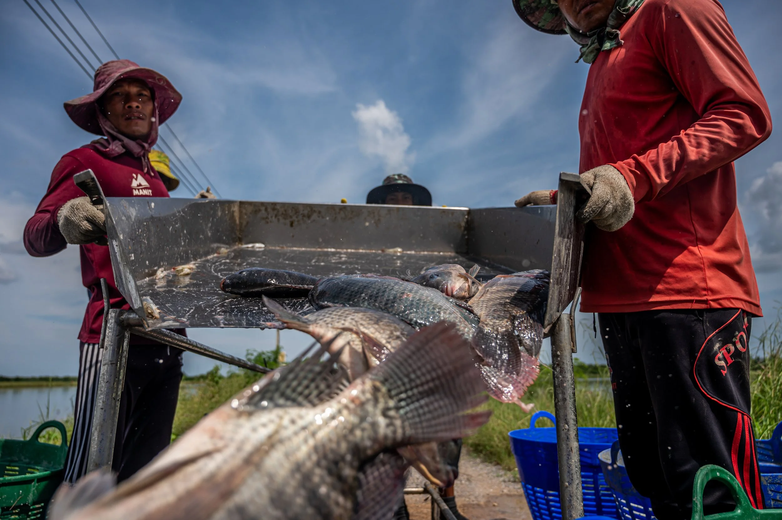 fish farm thailand-101.jpg