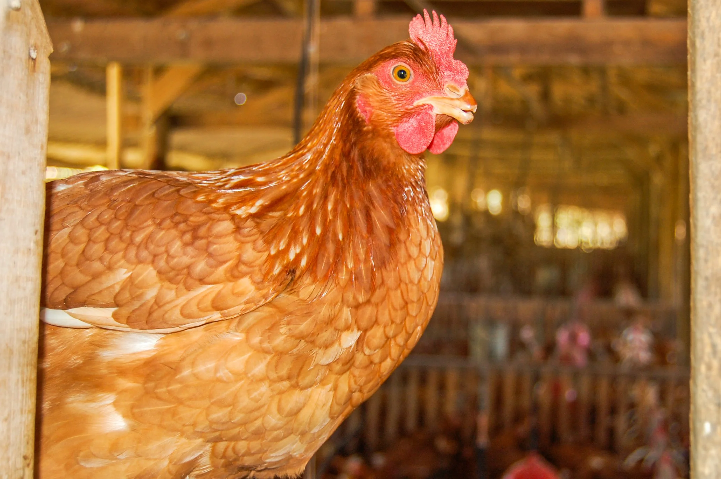 brazilmoreeggfarms-58-of-70jpg.jpg