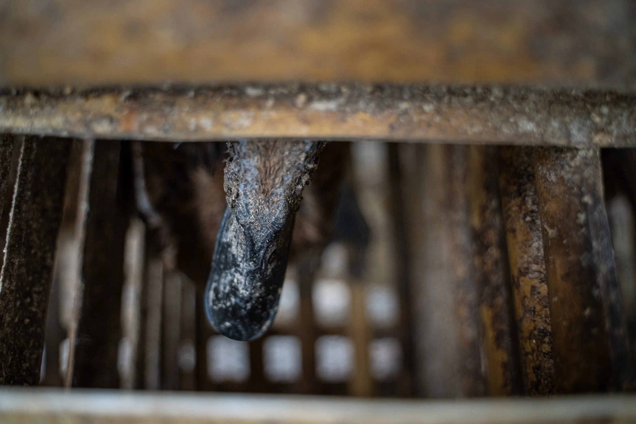 duck farm indonesia-1.jpg
