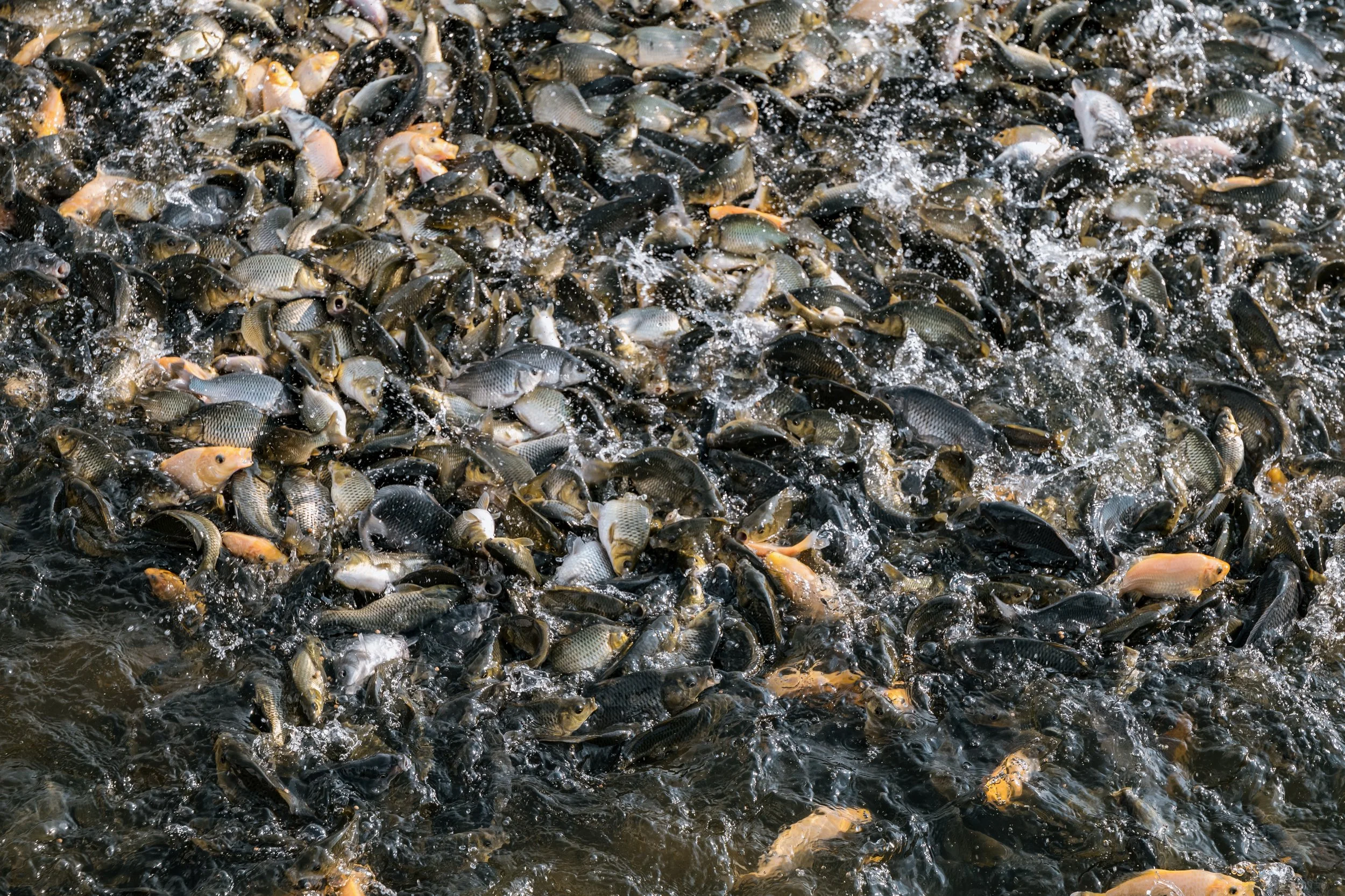 fish farm indonesia-16.jpg