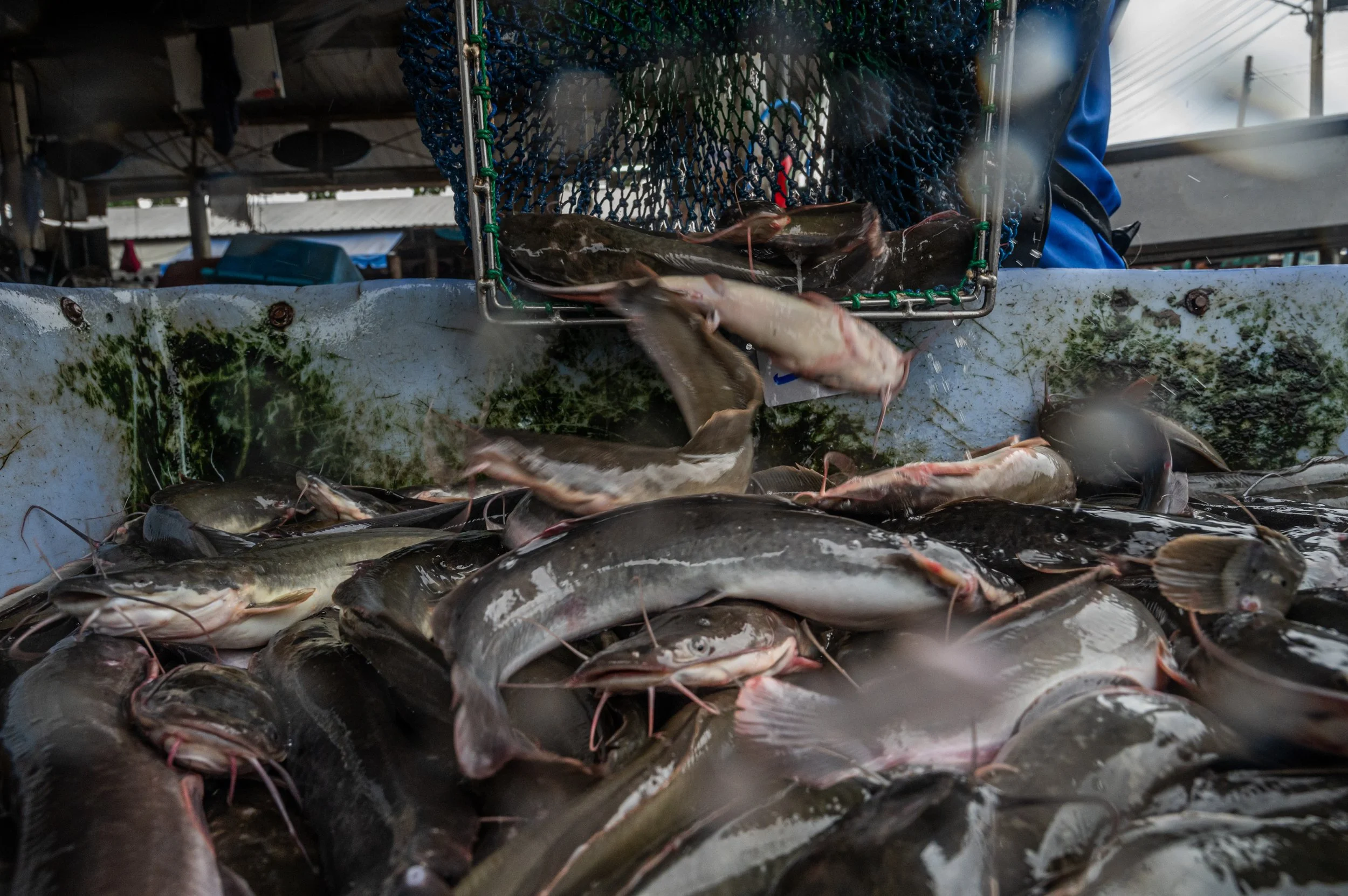 fish farm thailand-37.jpg