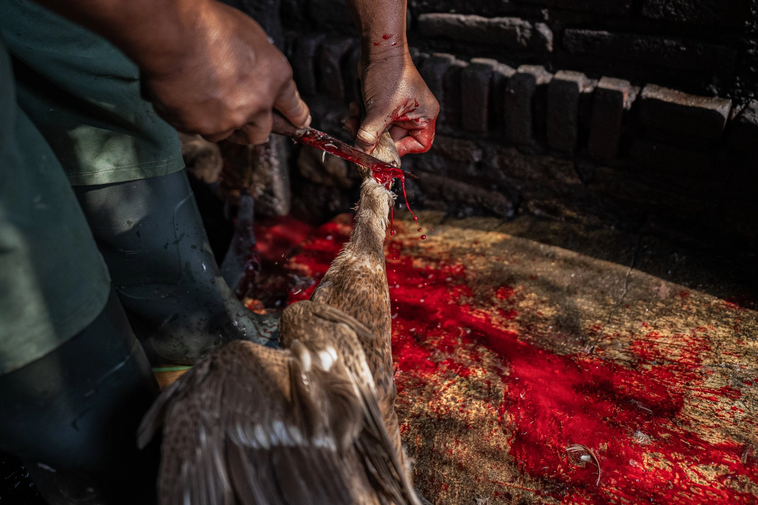 duck farm indonesia-63.jpg