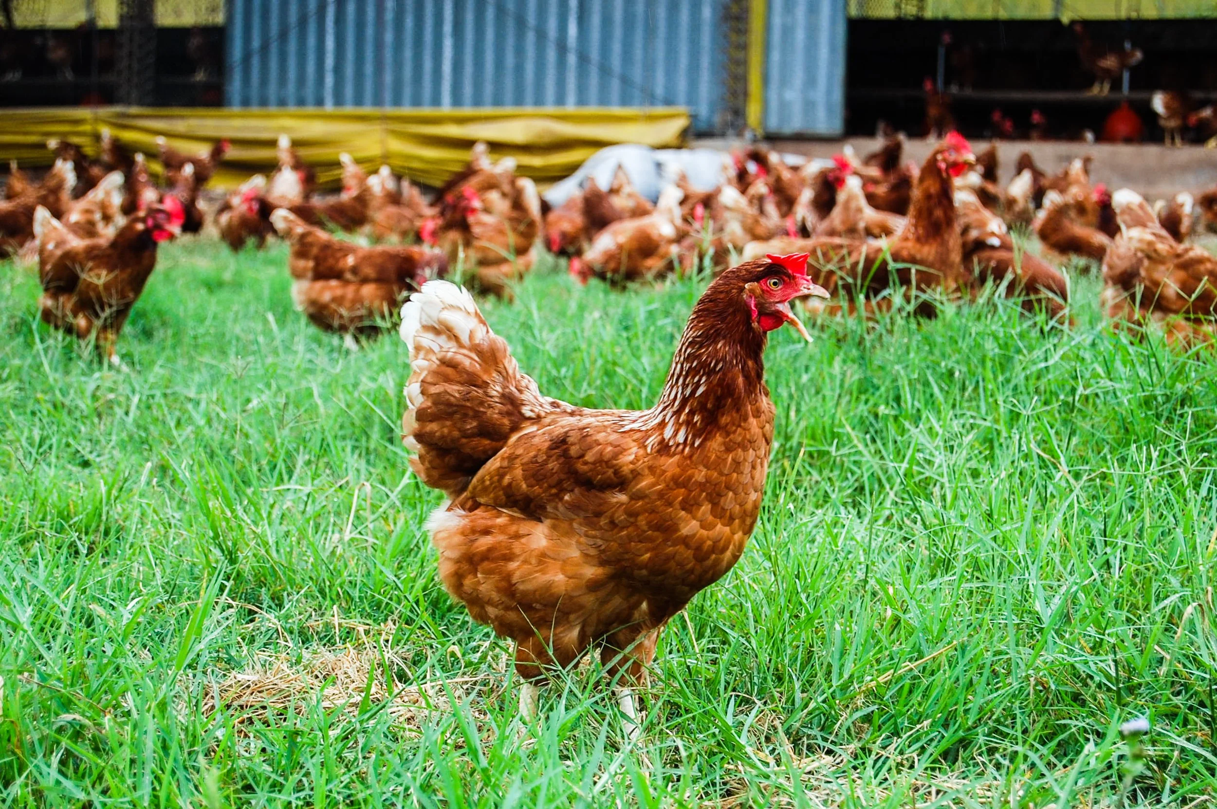 Cage-free farms (2016)