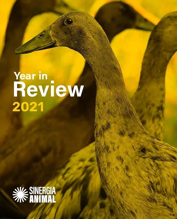Cover of a report titled 'Year in Review 2021' featuring a close-up photograph of a duck with yellow and brown feathers.