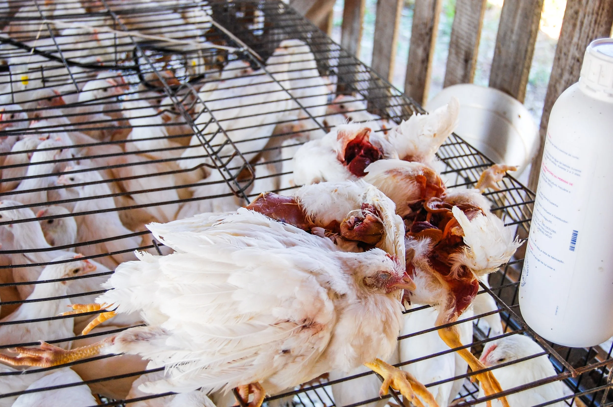 brazilmoreeggfarms-30-of-70jpg.jpg