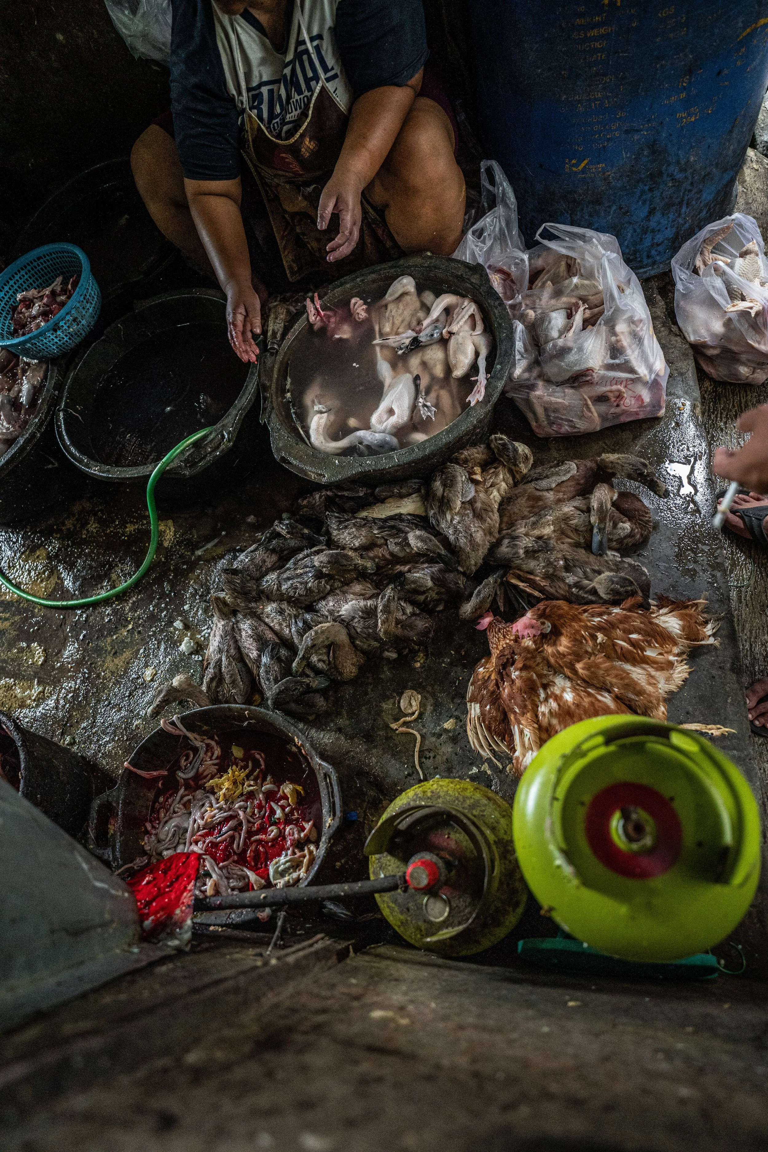 duck farm indonesia-107.jpg