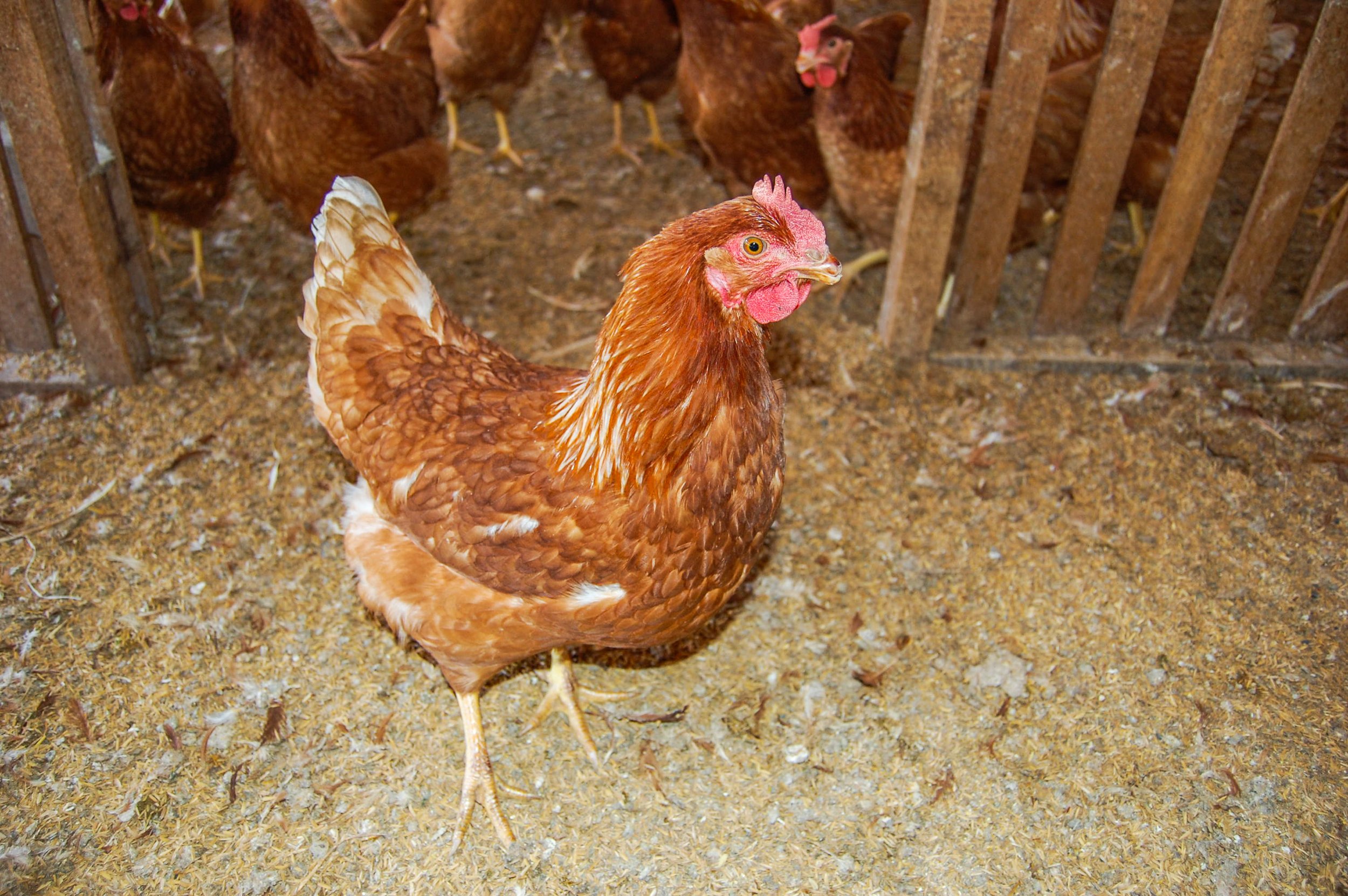 brazilmoreeggfarms-68-of-70jpg.jpg
