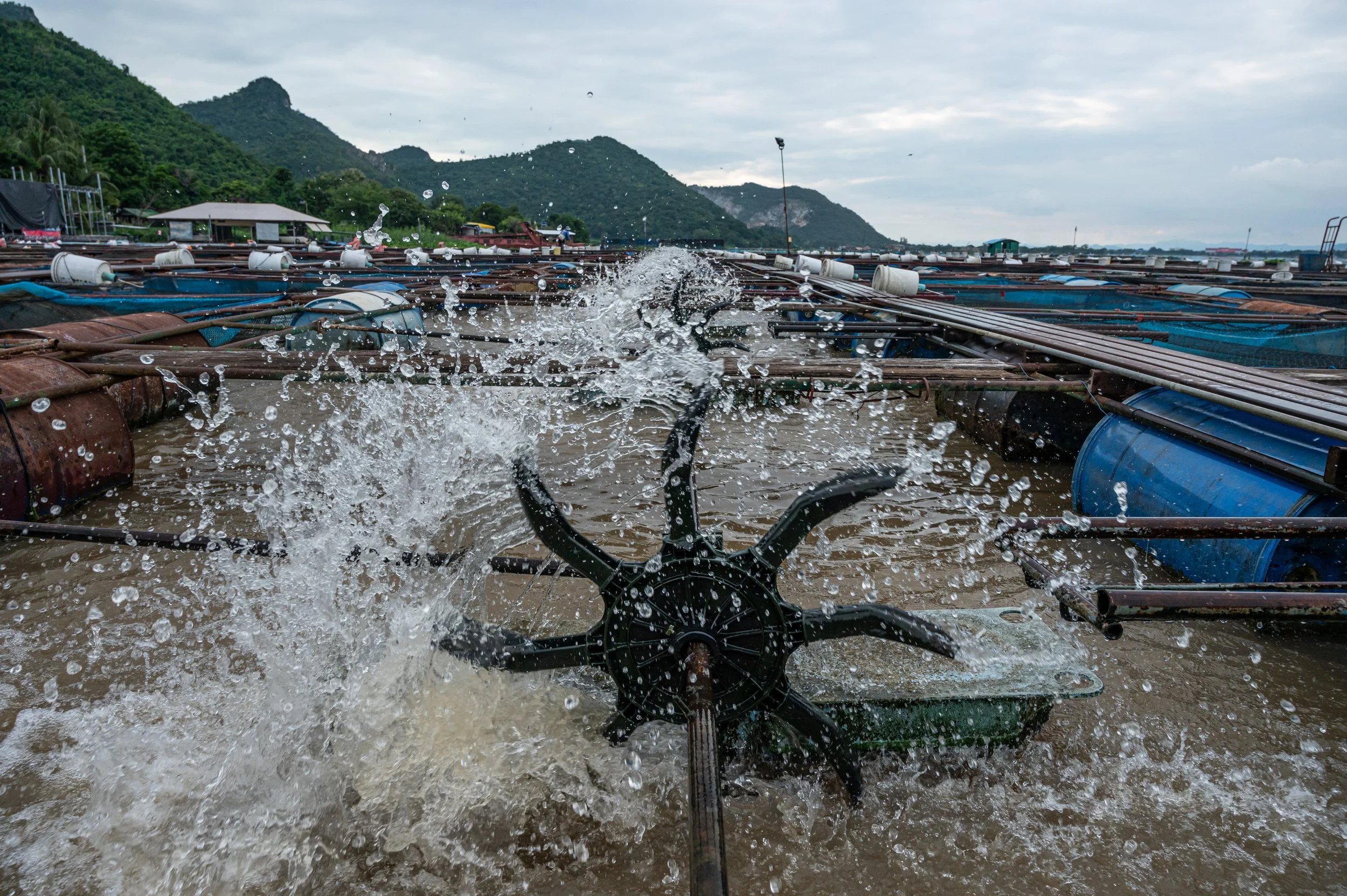 fish farm thailand-12.jpg