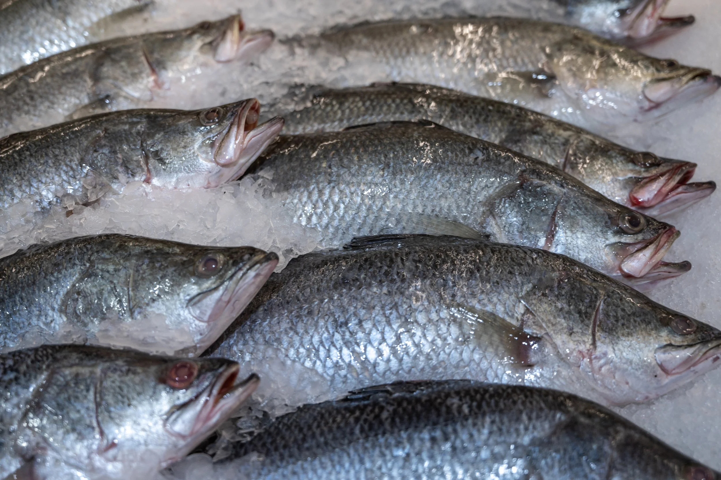 fish farm thailand-89.jpg