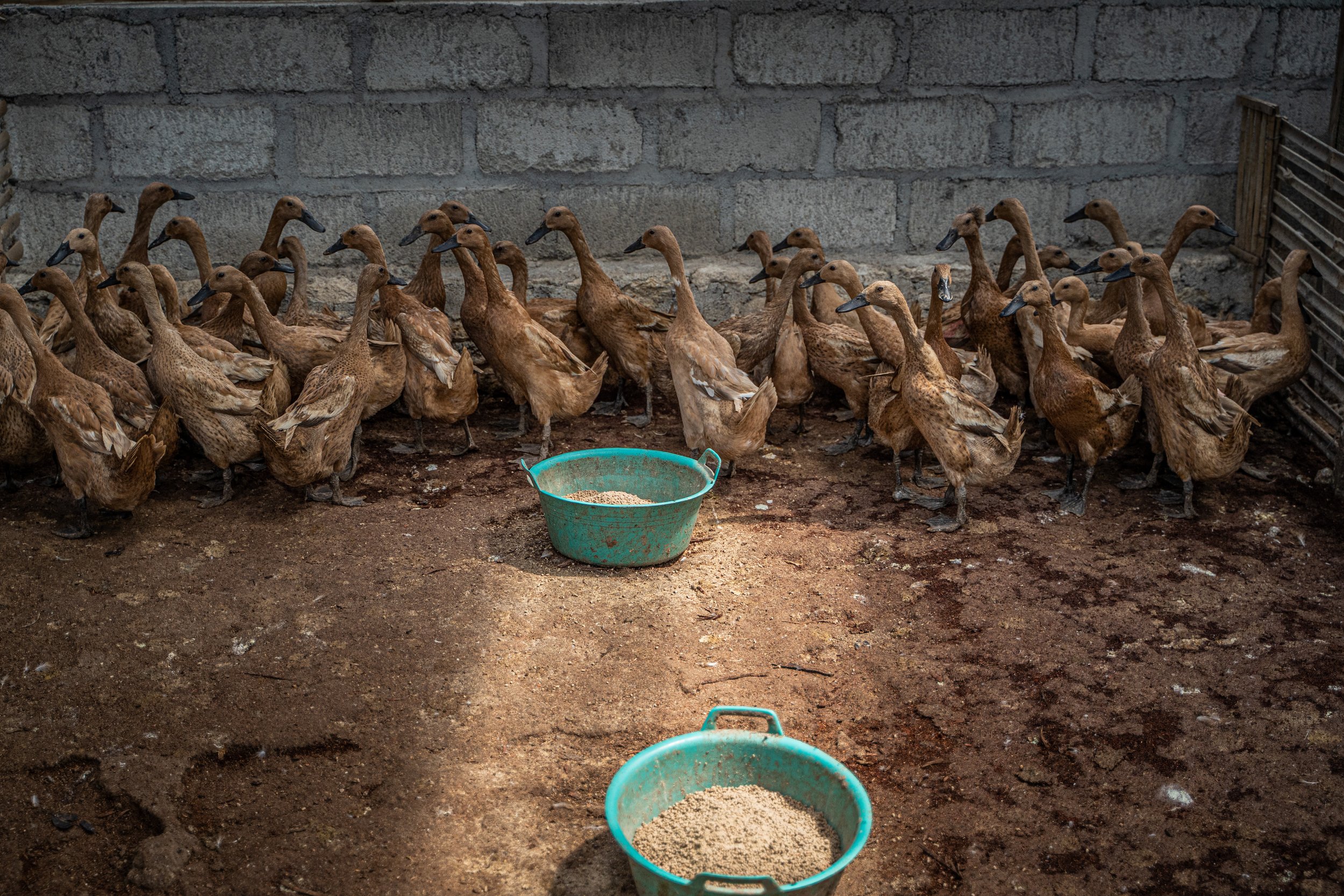 duck farm indonesia-7.jpg