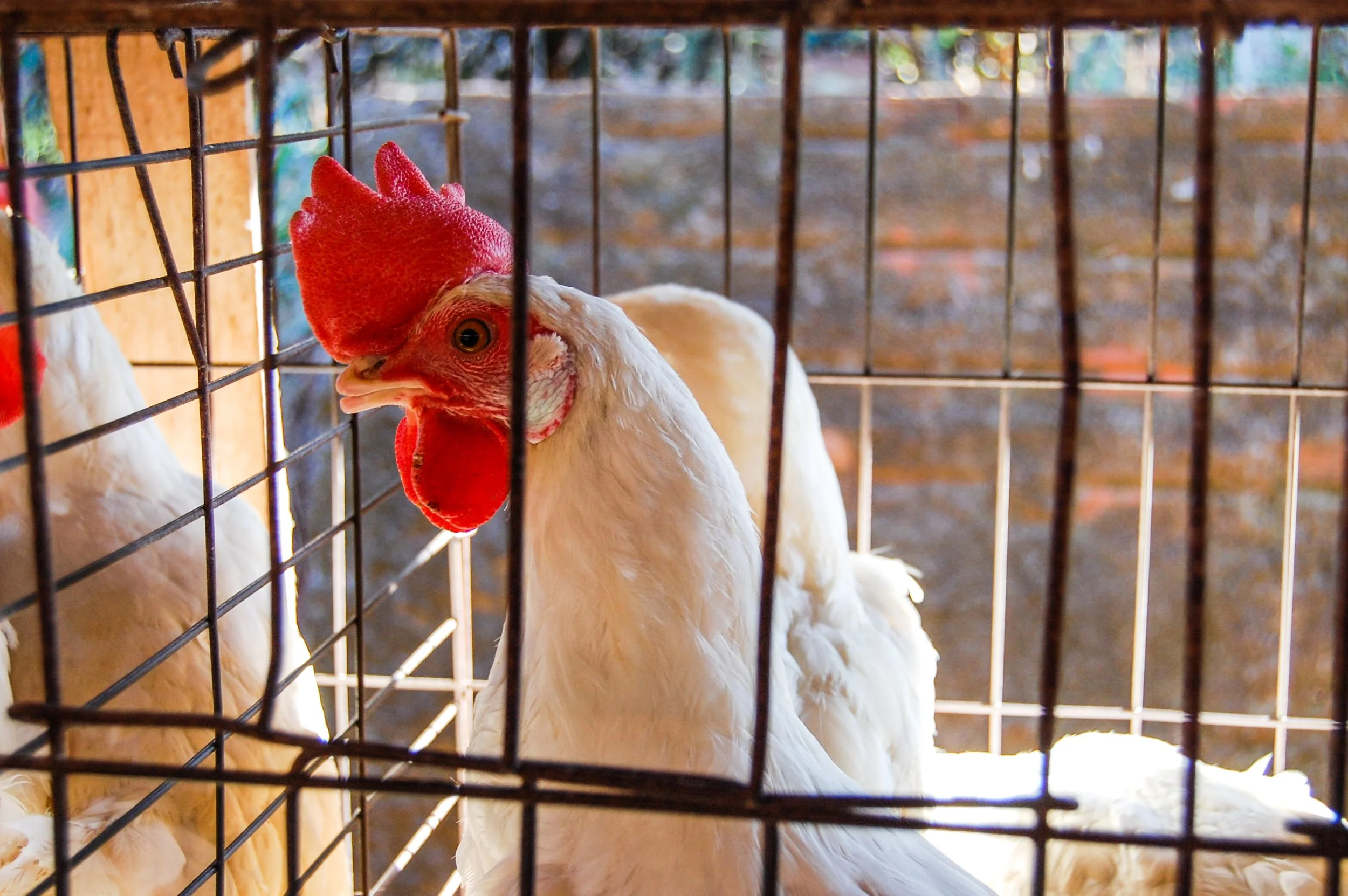 brazilmoreeggfarms-14-of-70jpg.jpg