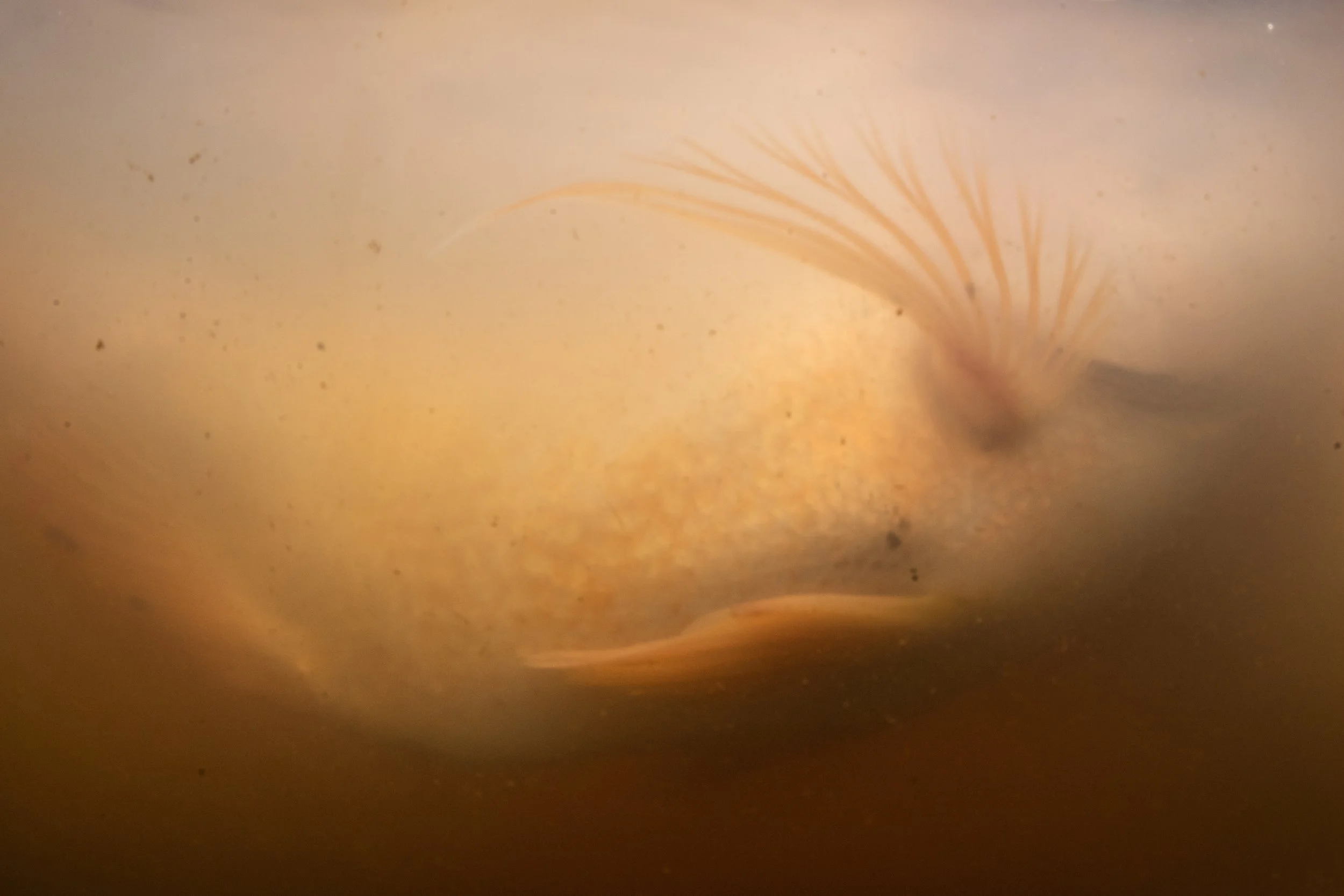 fish farm thailand-8.jpg