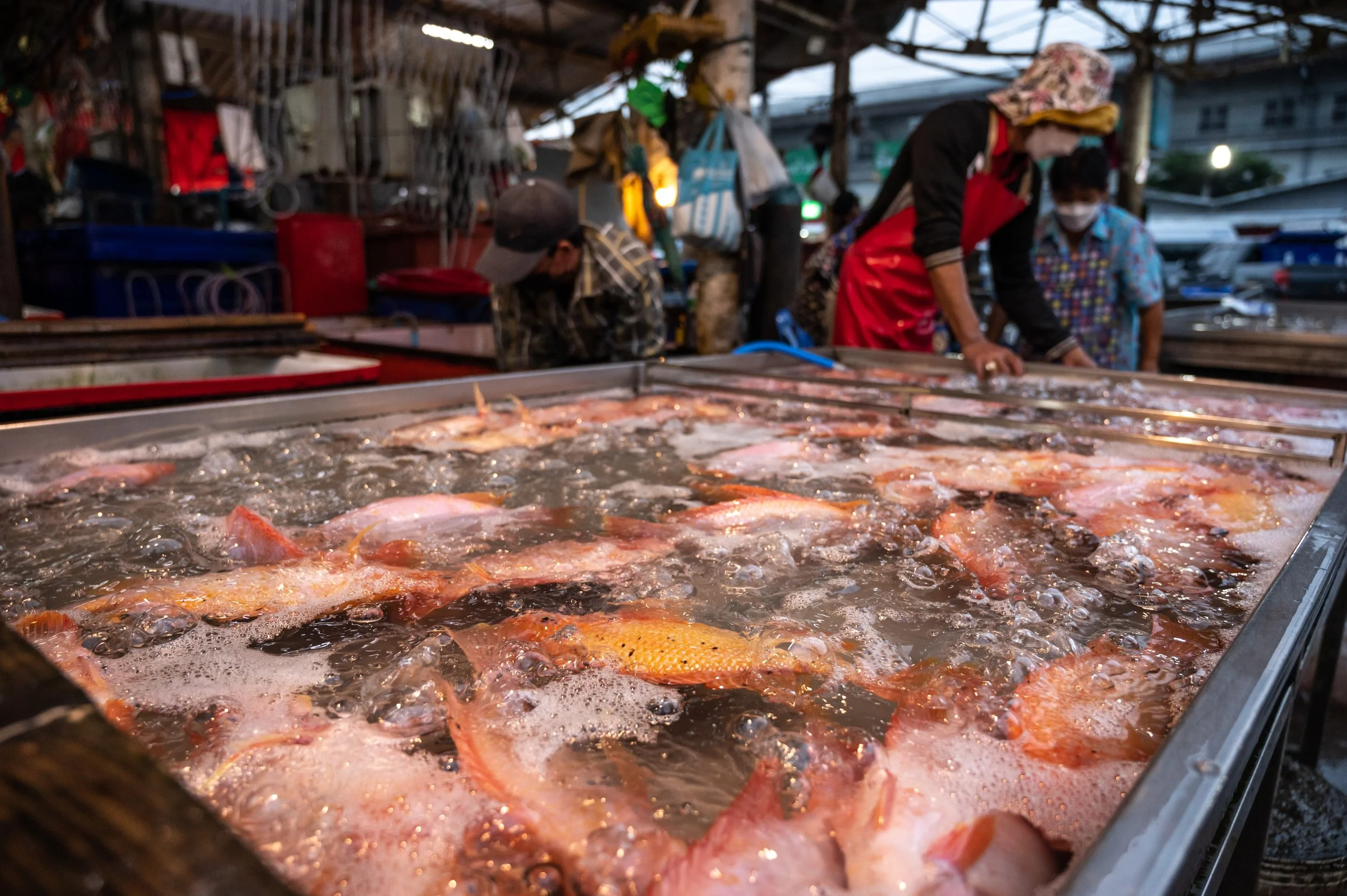 fish farm thailand-121.jpg