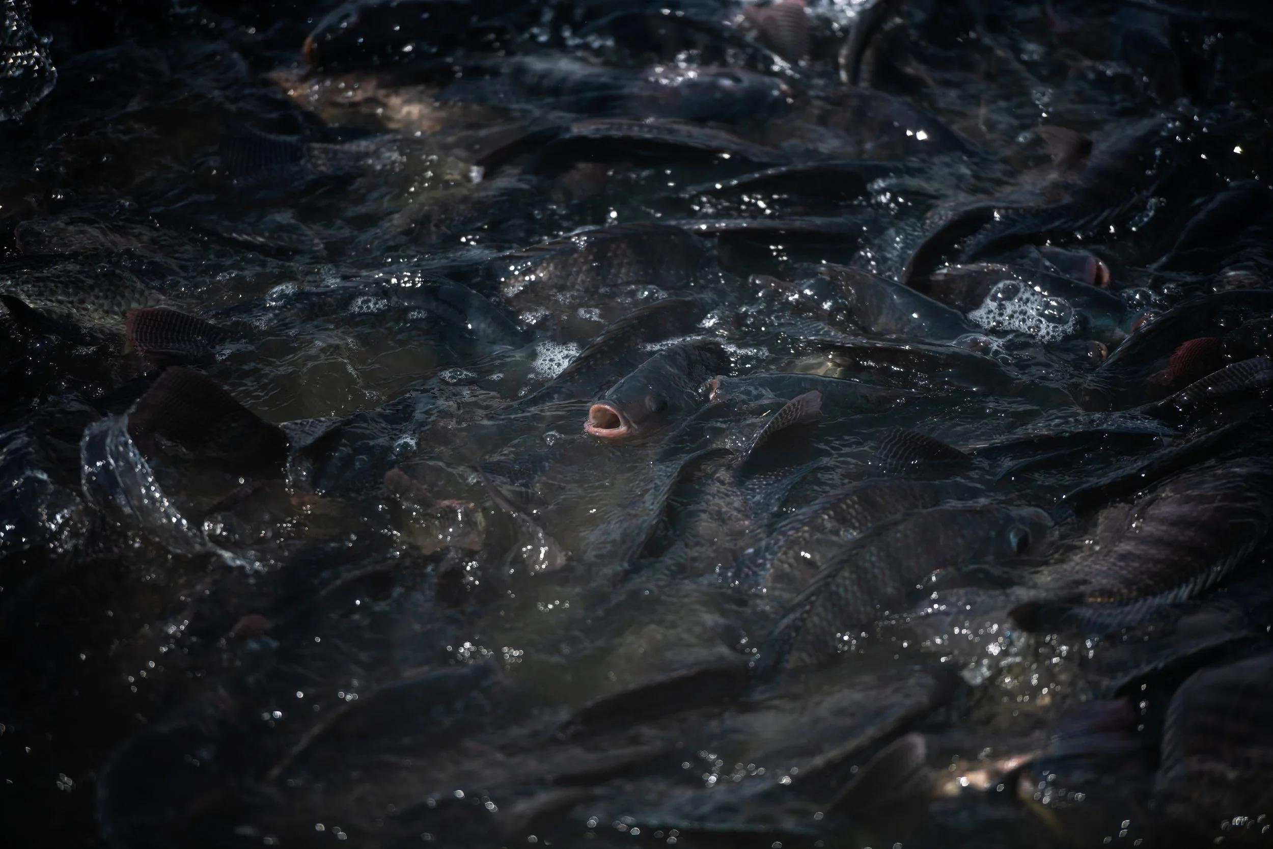 fish farm thailand-162.jpg