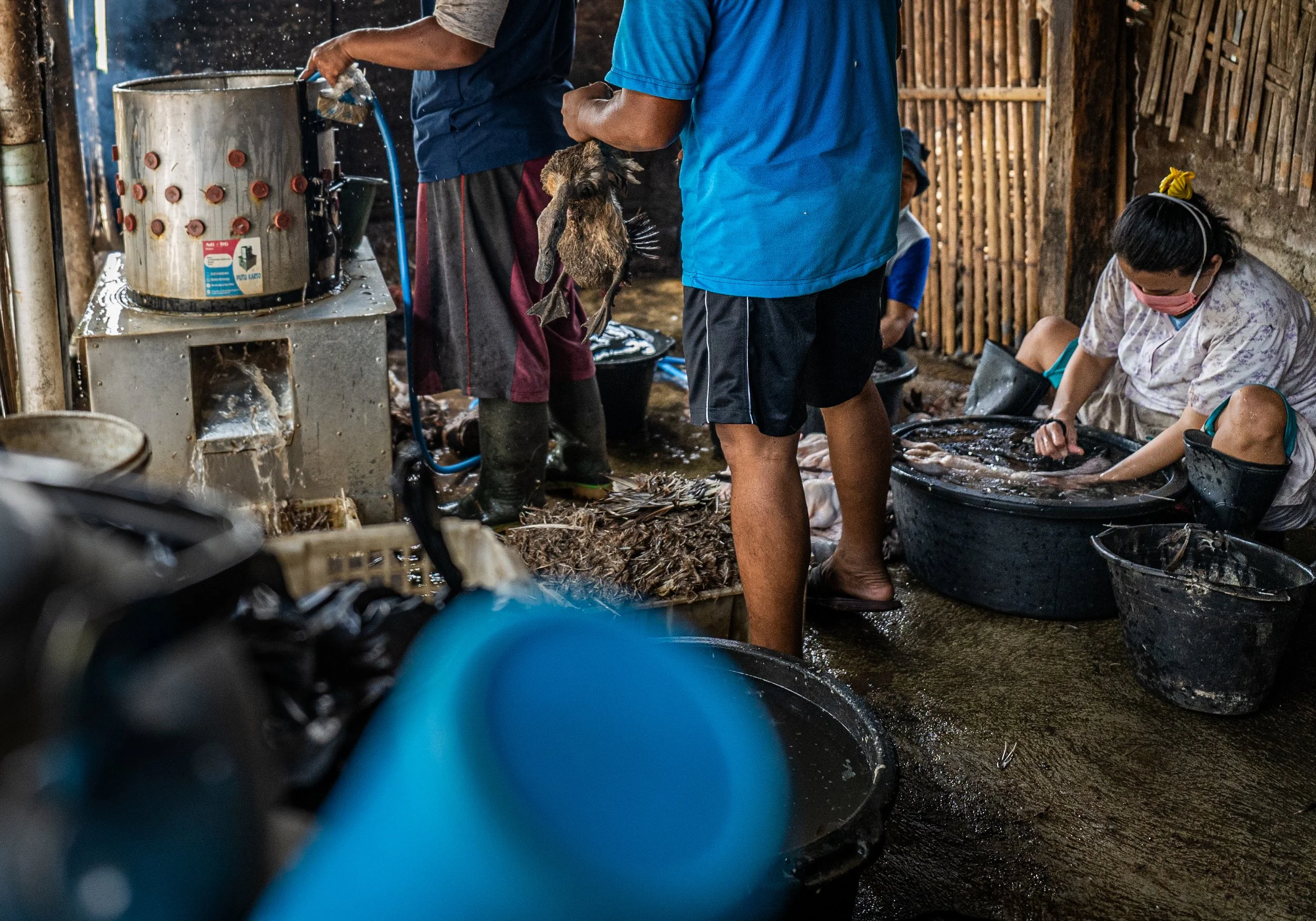 duck farm indonesia-43.jpg