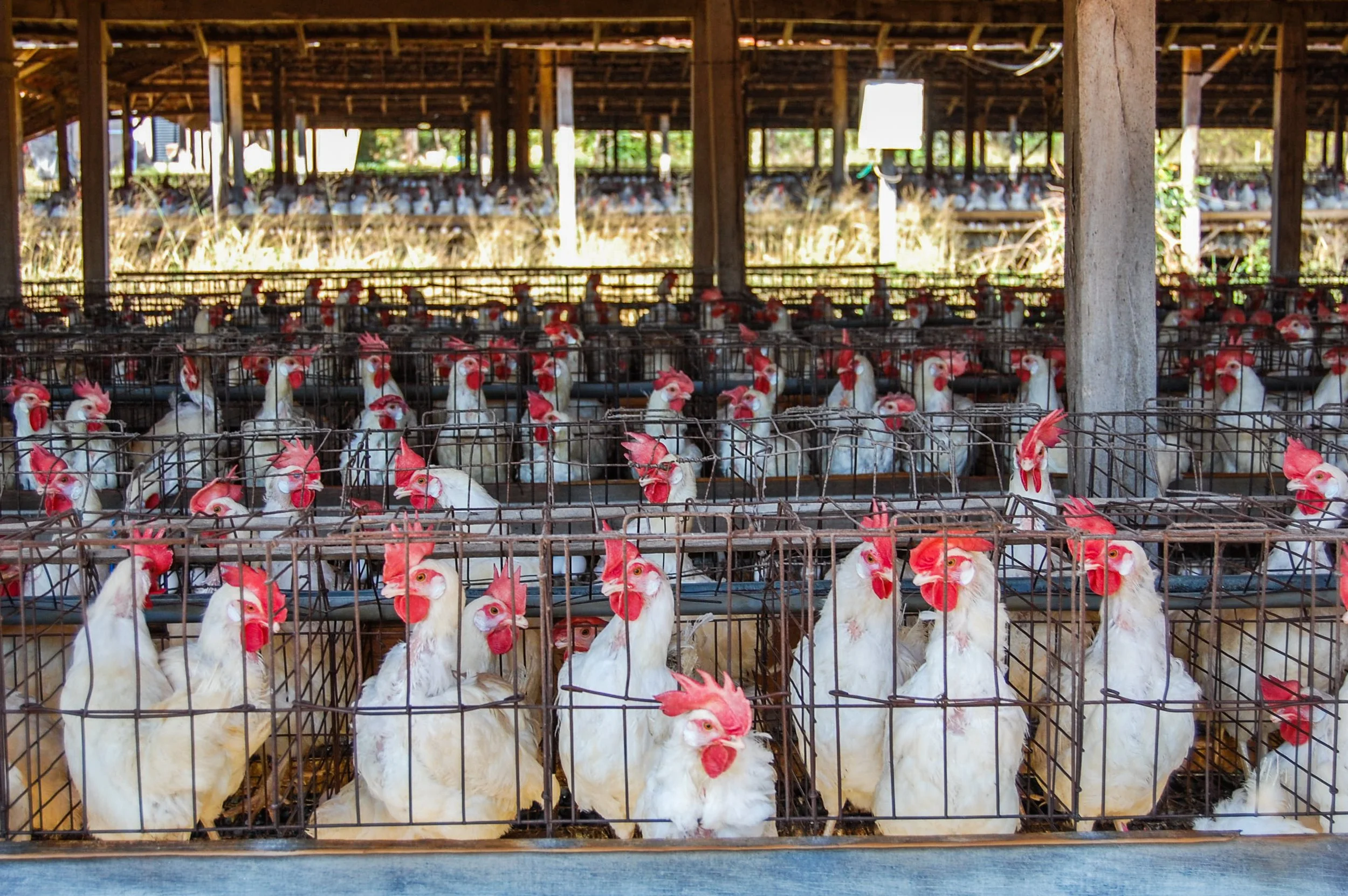brazilmoreeggfarms-35-of-70jpg.jpg