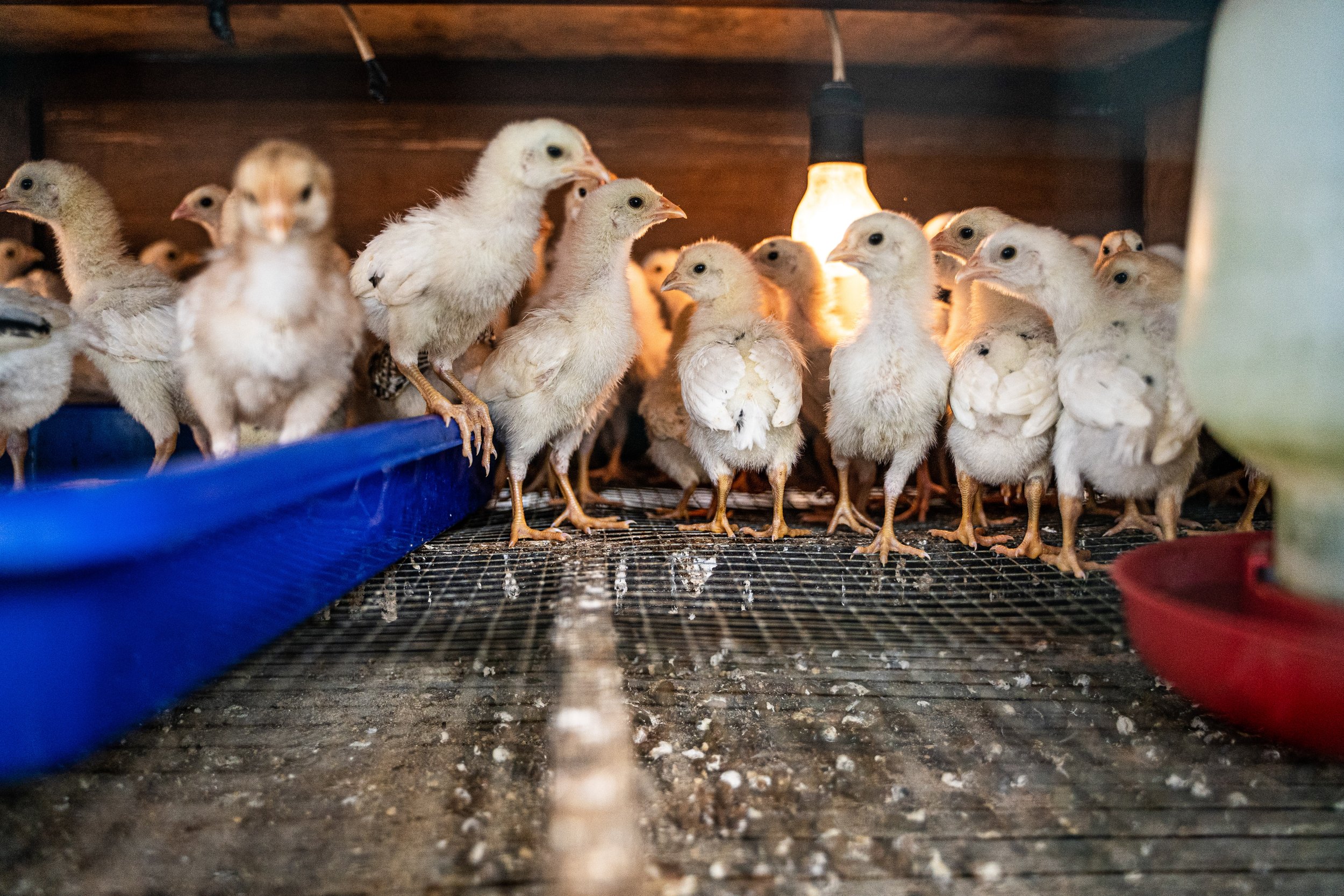 duck farm indonesia-184.jpg
