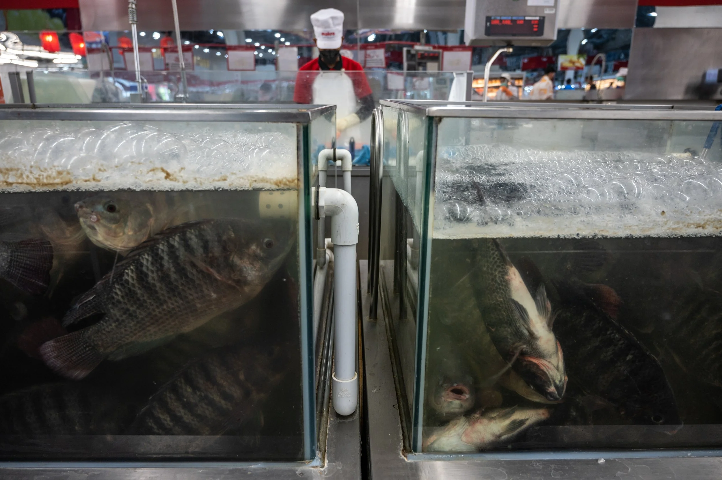 fish farm thailand-95.jpg