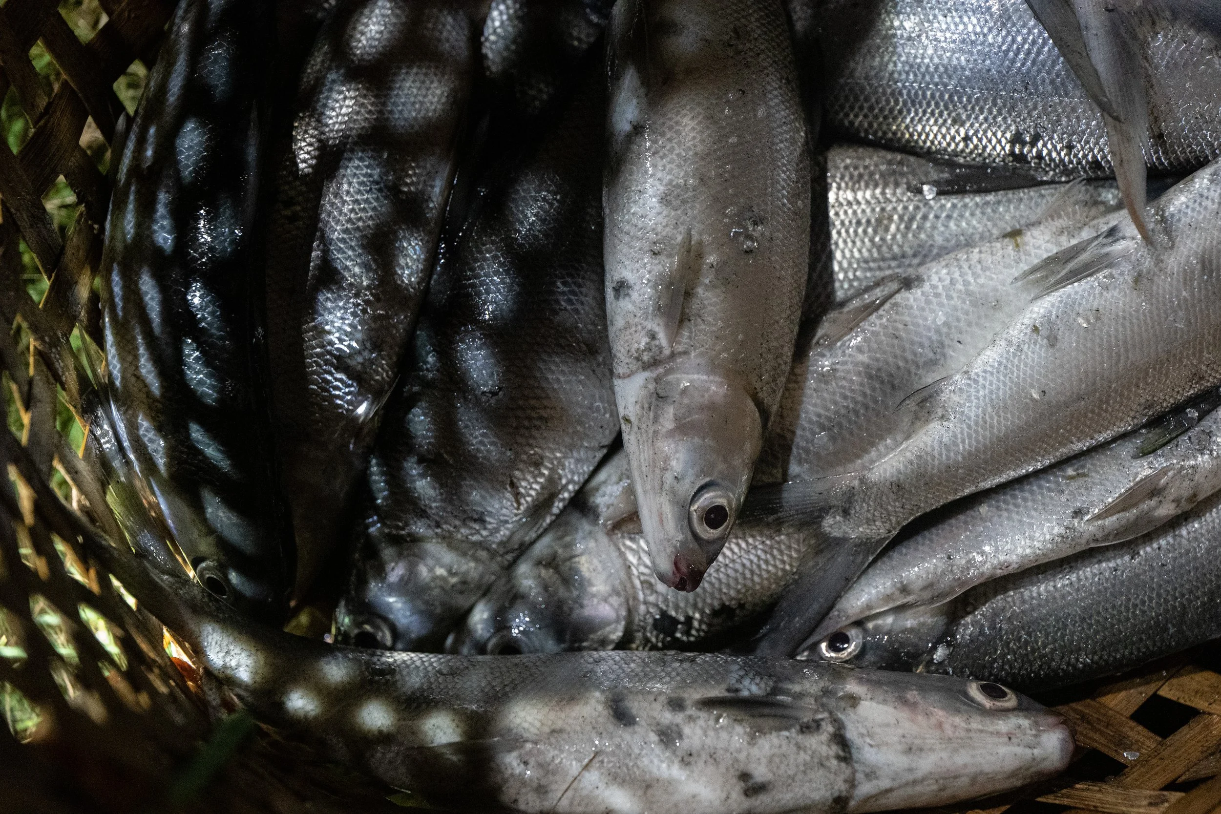 fish farm indonesia-1.jpg