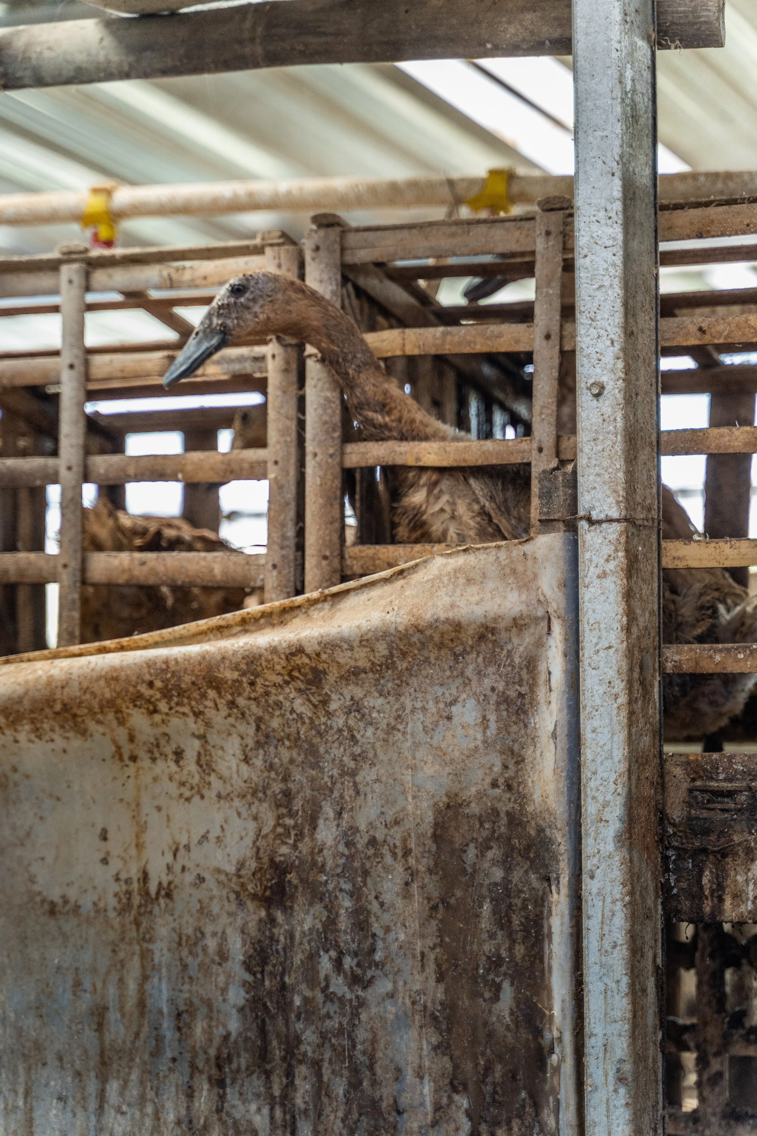duck farm indonesia-174.jpg